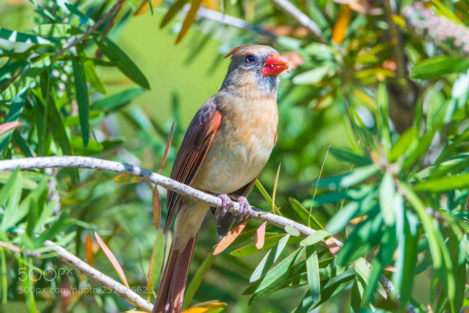 Nikon D500 sample photo. Northern cardinal photography