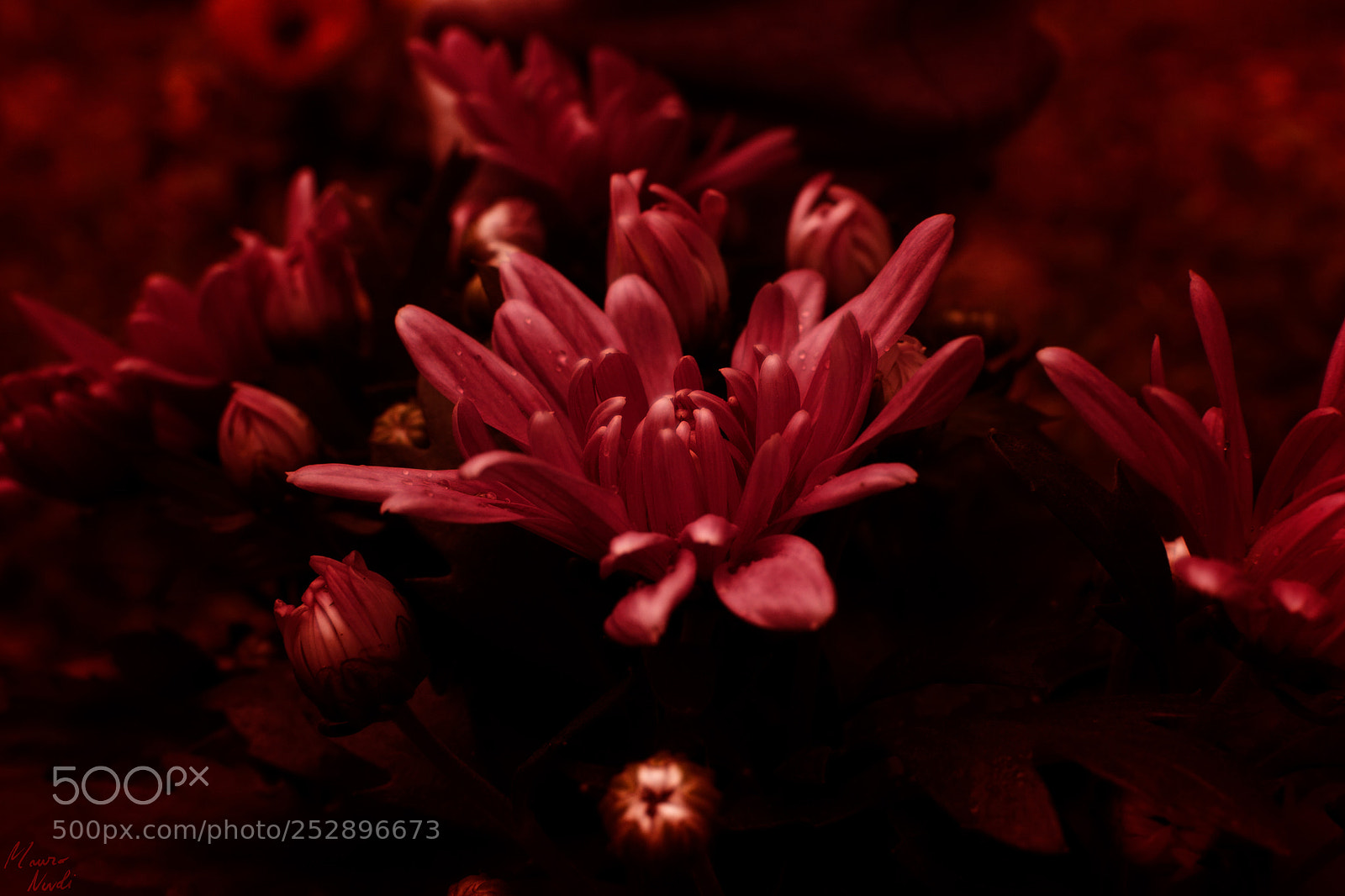Nikon D3100 sample photo. Petali nell'ombra photography