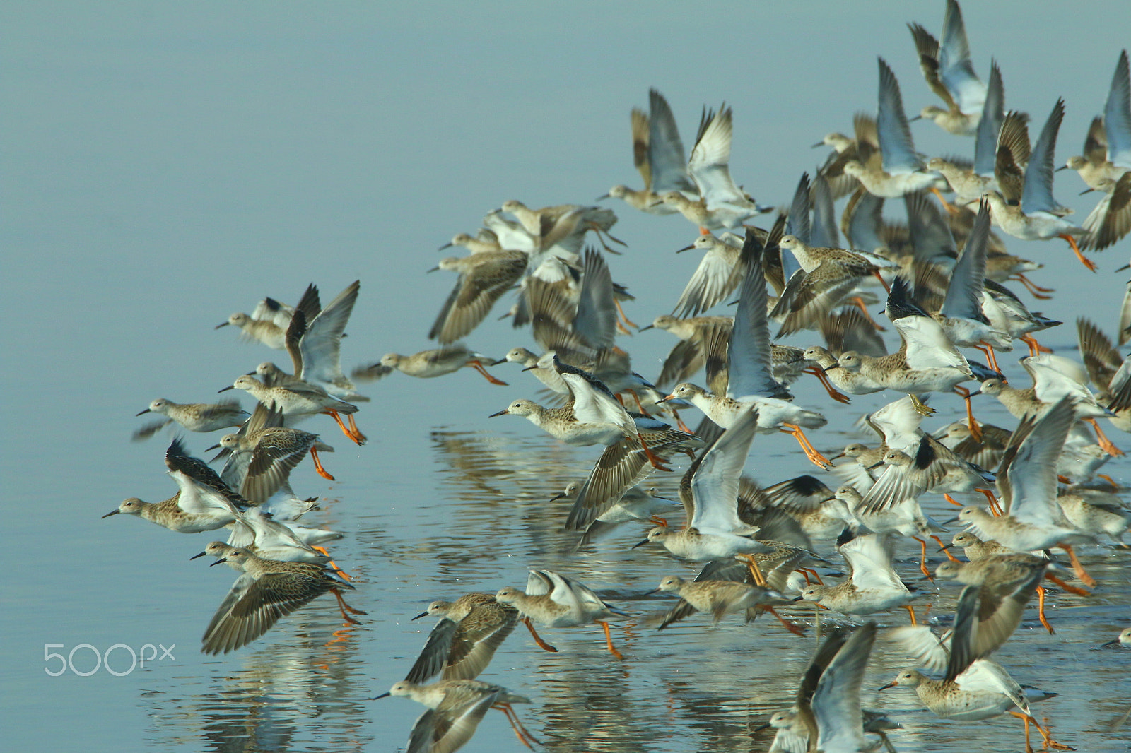 Canon EOS 70D sample photo. Fly fly fly photography