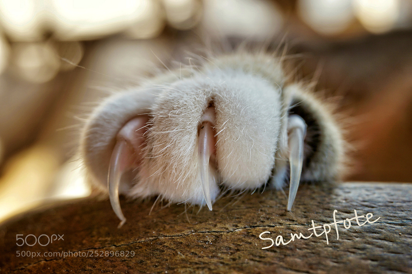 Sony a6000 sample photo. Little paw photography