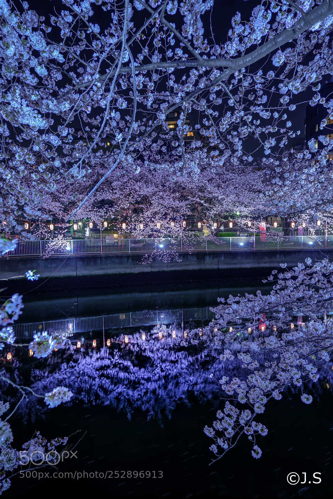 Sony a7R II sample photo. Sakura - reflection photography