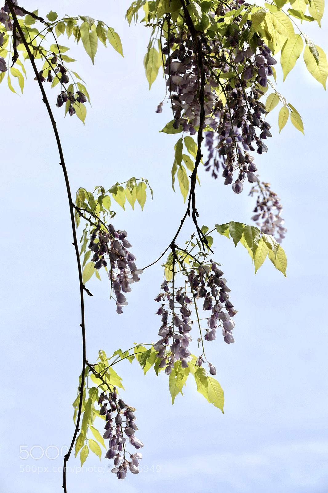 Canon EOS 5D Mark IV sample photo. 绶花空结紫藤高 photography