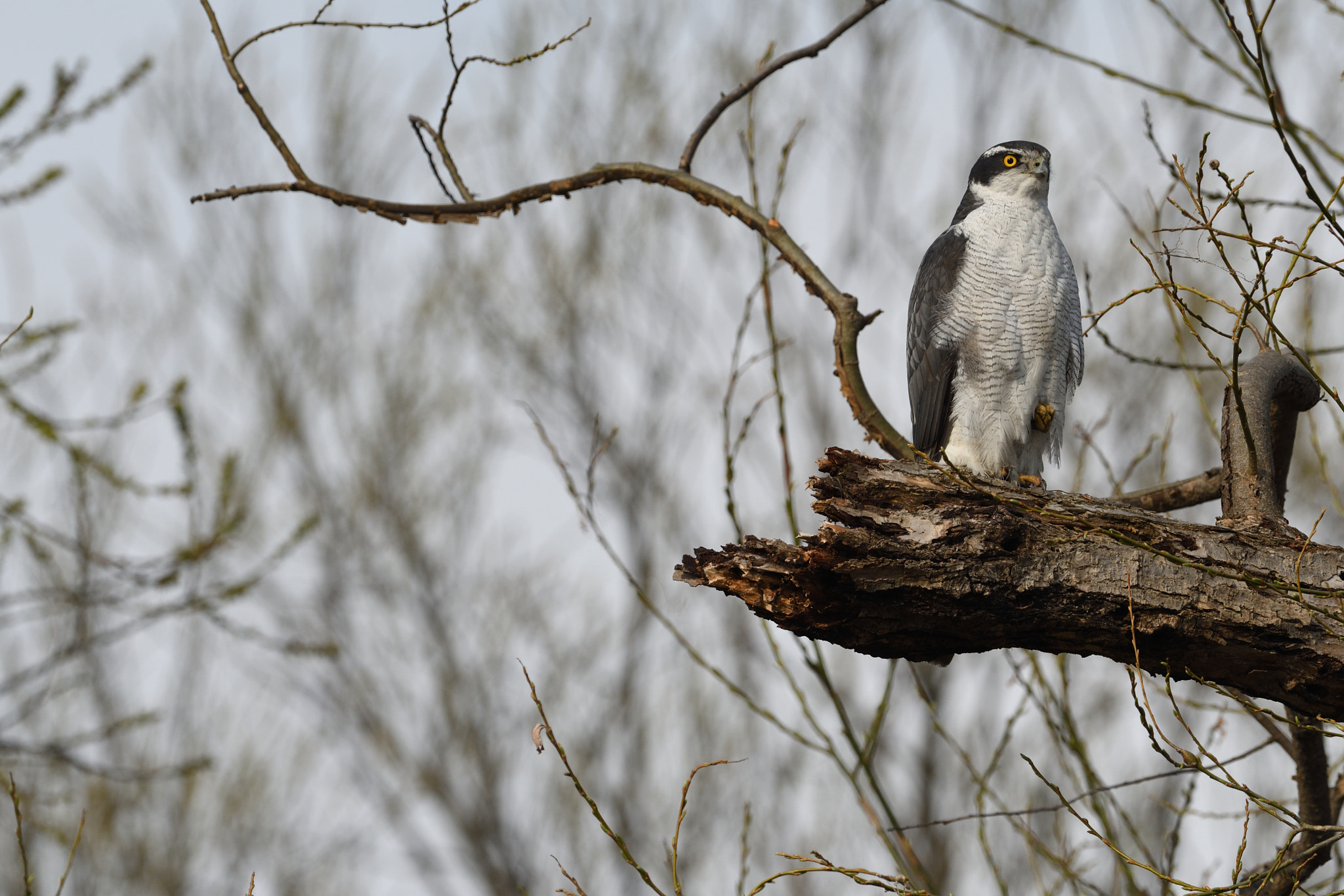 Nikon AF-S Nikkor 500mm F4G ED VR sample photo. Northern goshawk photography