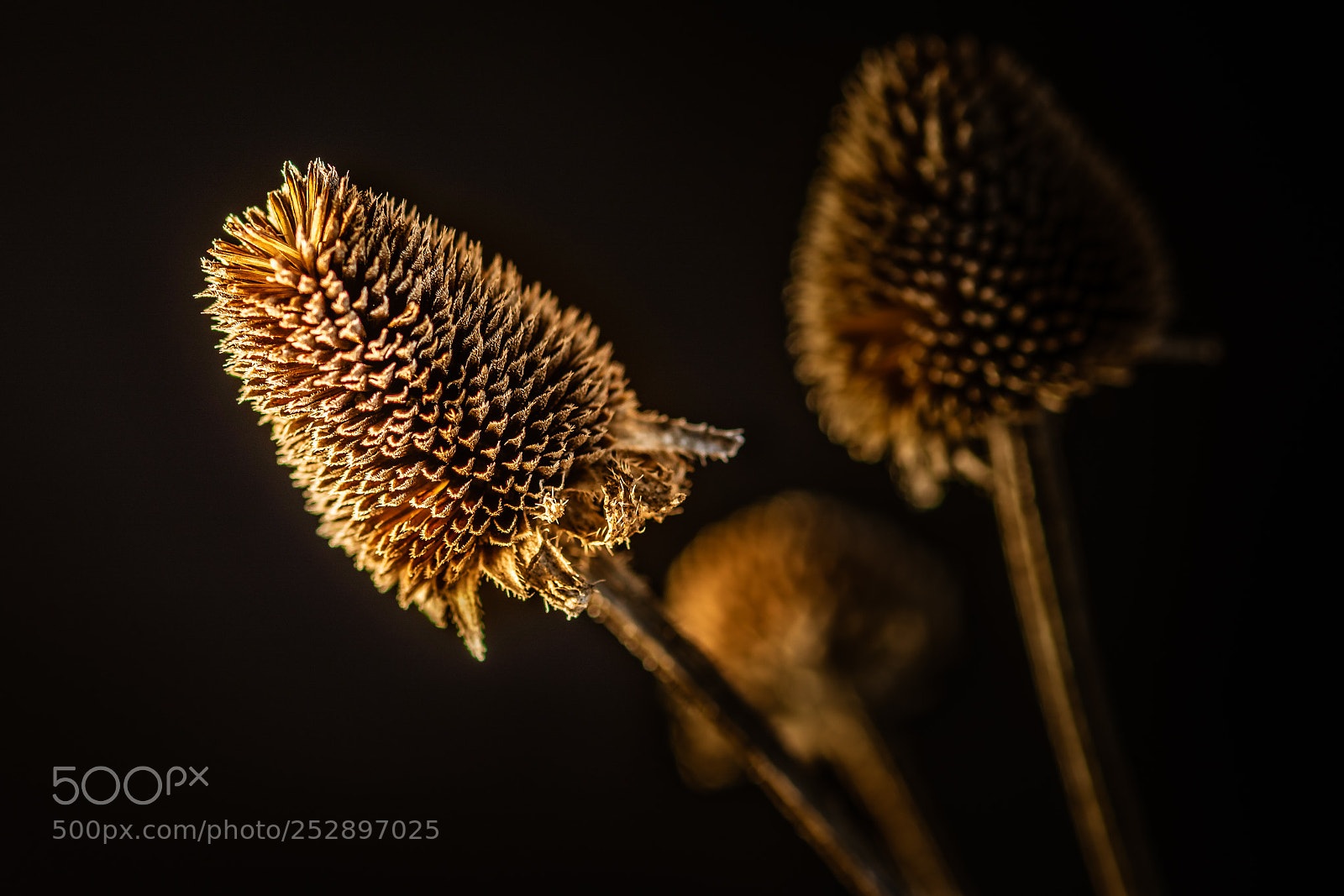 Nikon D7100 sample photo. Last year's flowers photography