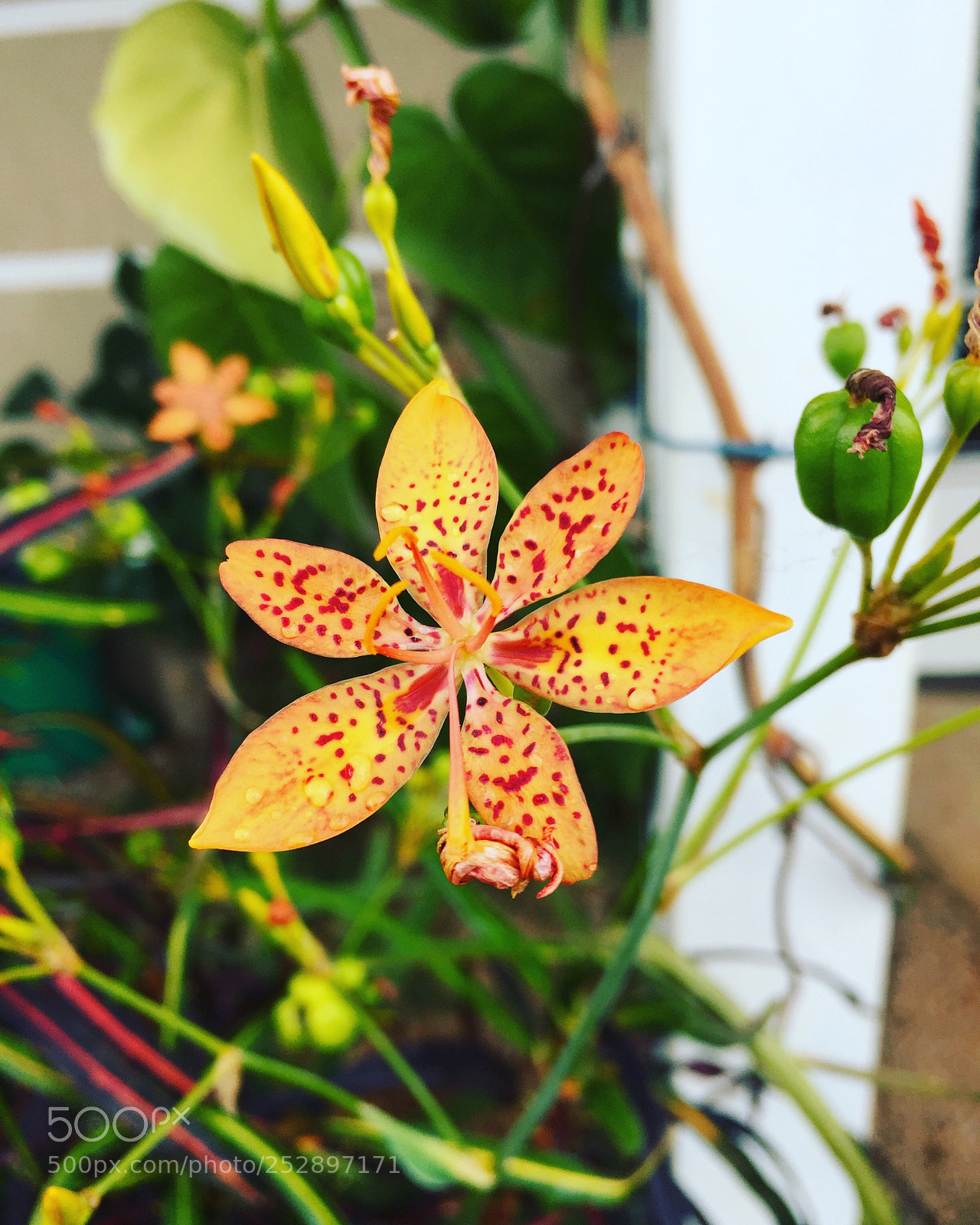 Apple iPhone 6 sample photo. Untitled photography
