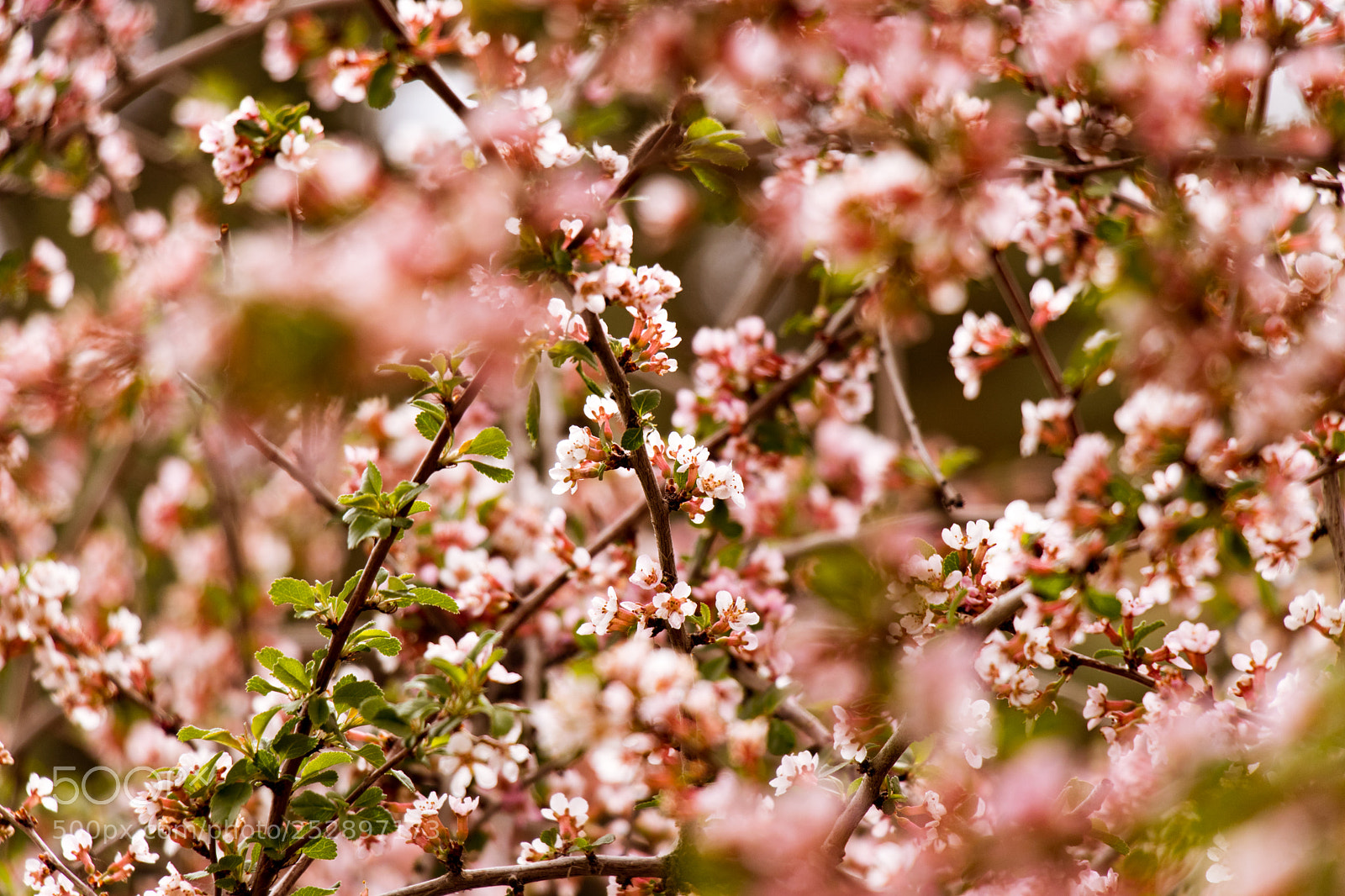 Canon EOS 80D sample photo. Nice spring photography