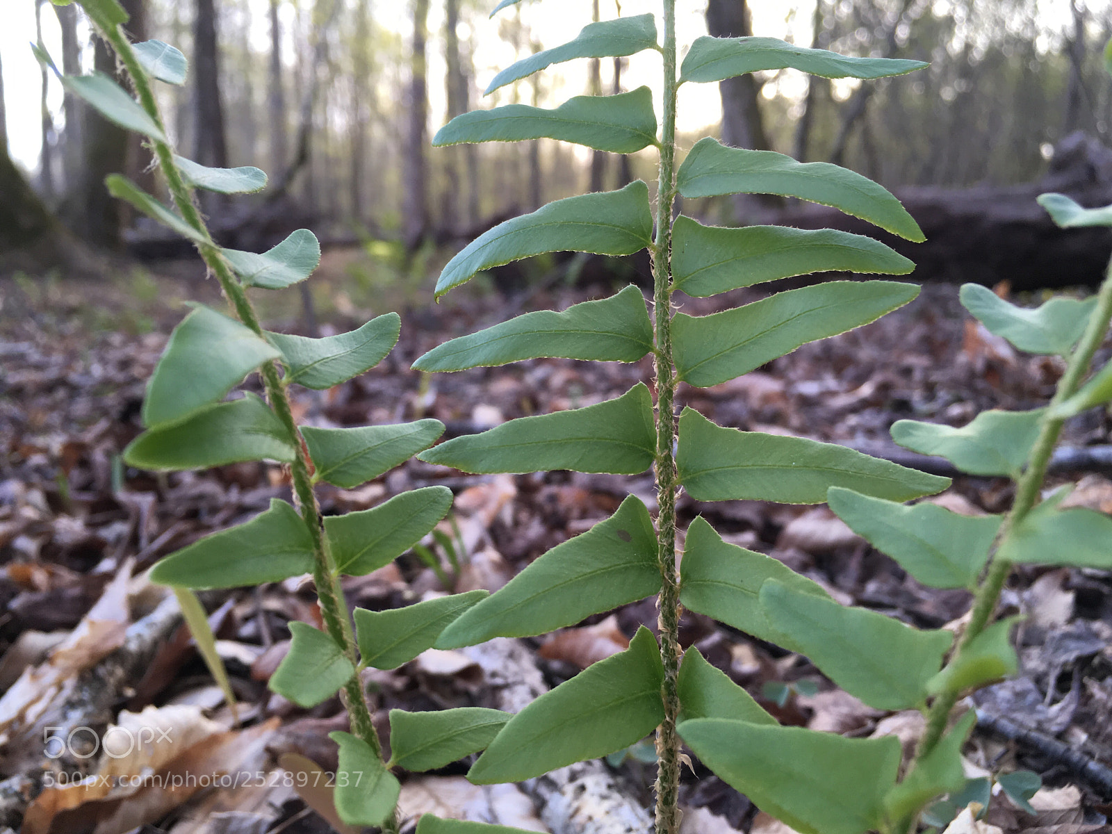 Apple iPhone SE sample photo. Fern in the woods photography