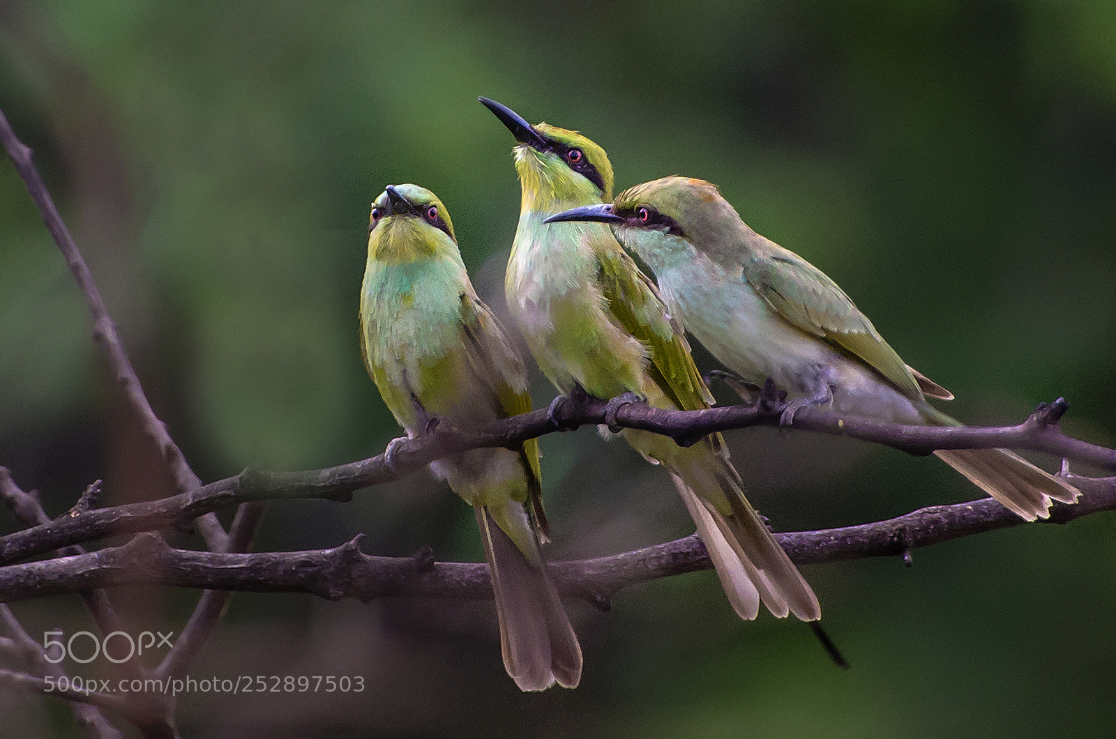 Nikon D7000 sample photo. Green bee eaters photography