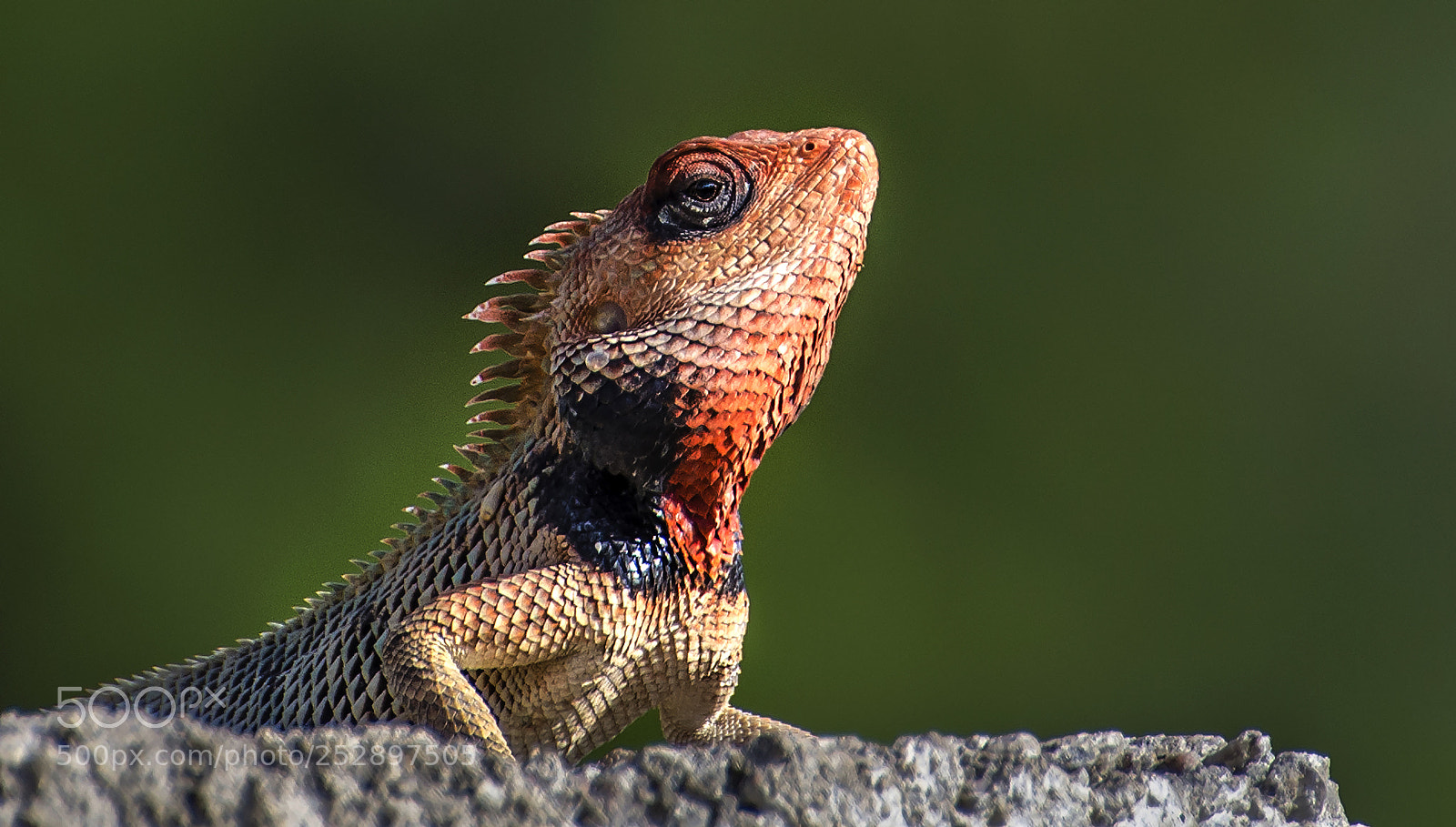 Nikon D7000 sample photo. Lizard photography