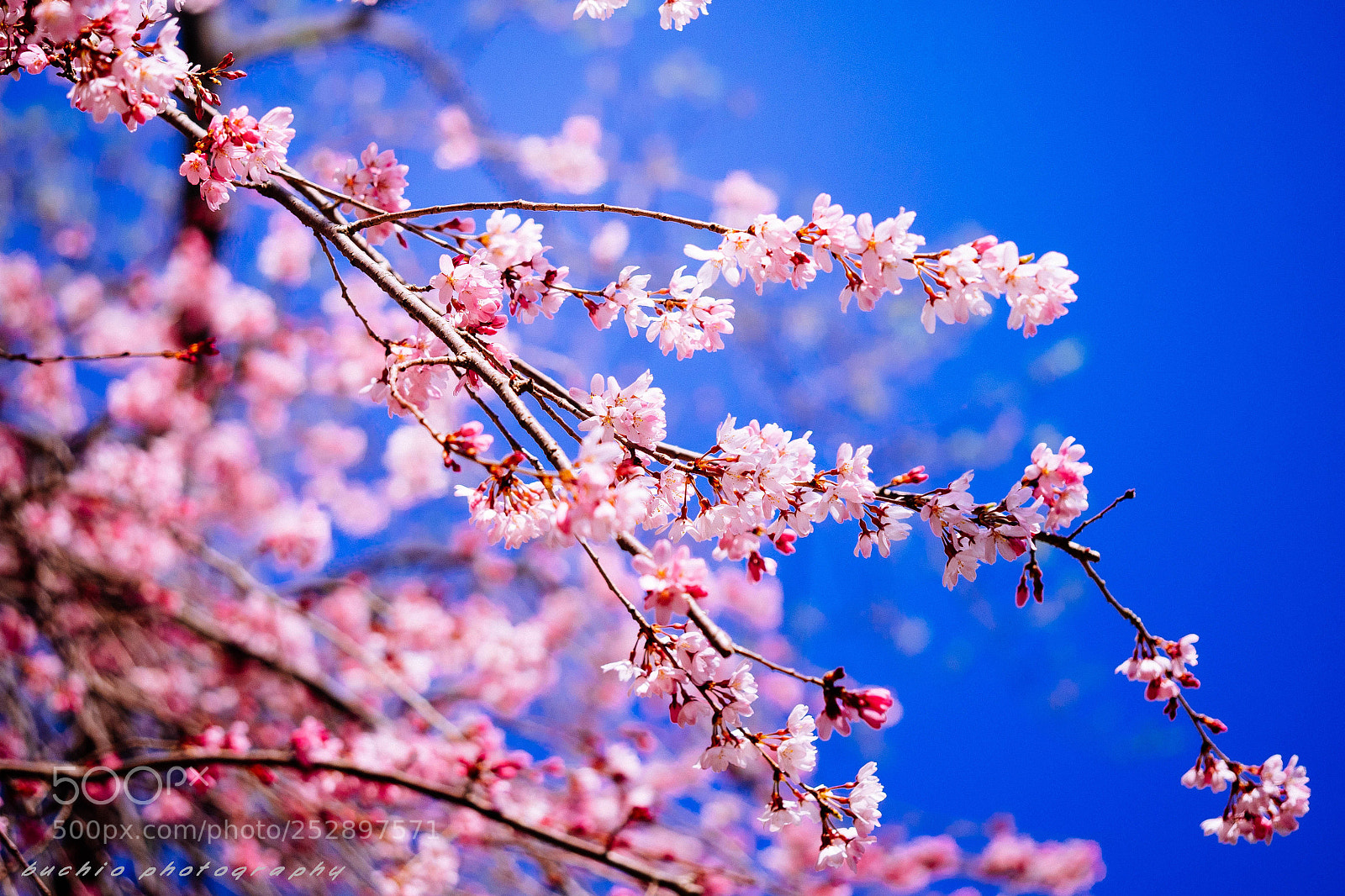 Olympus OM-D E-M1 sample photo. Weeping cherry tree photography