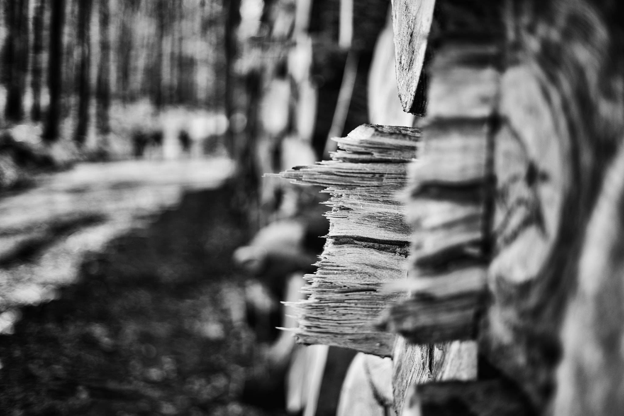 ZEISS Loxia 50mm F2 sample photo. 2018_04_08 photography