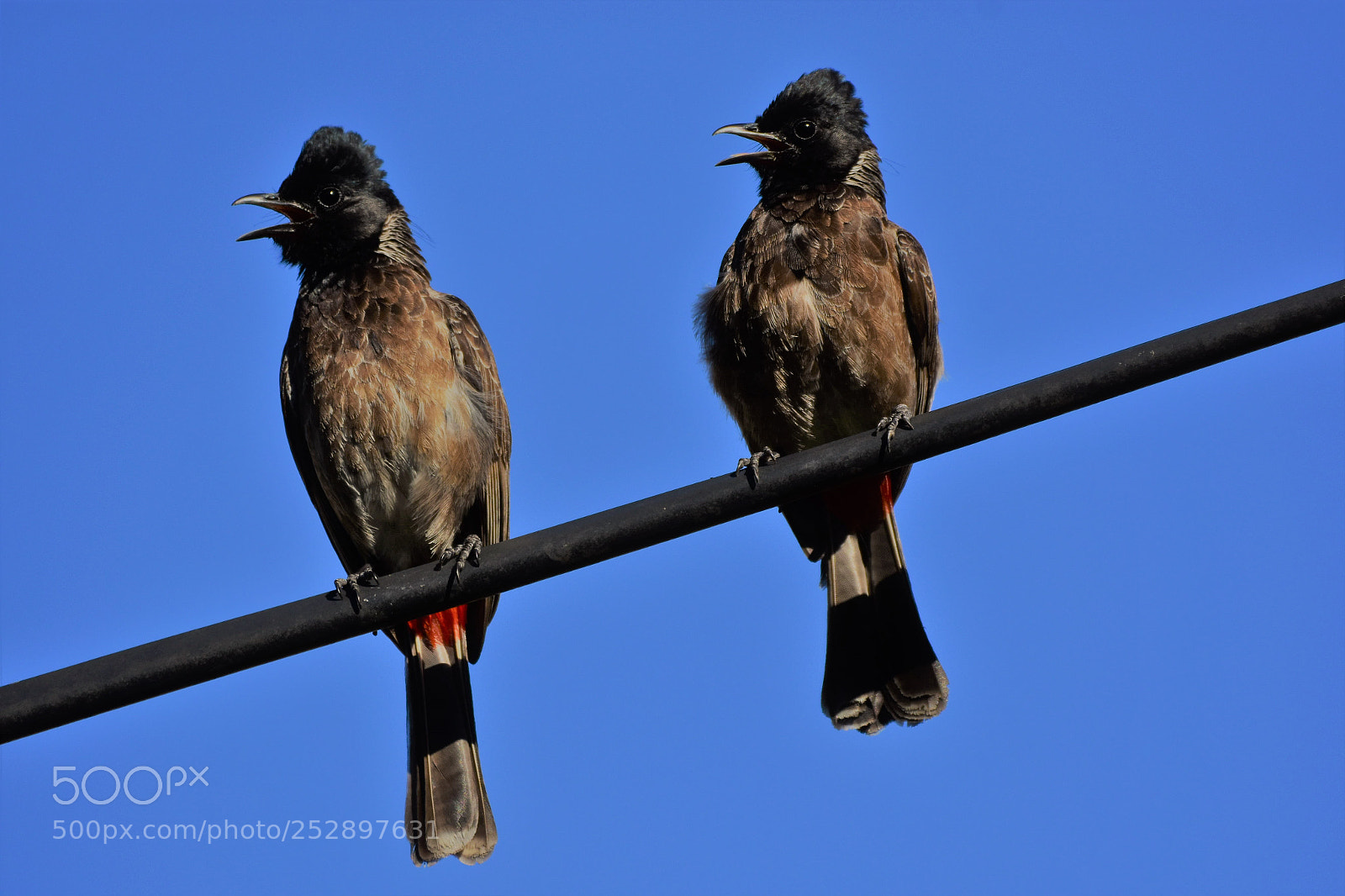 Nikon D7200 sample photo. Red vented bulbuls (dsc_6512) photography