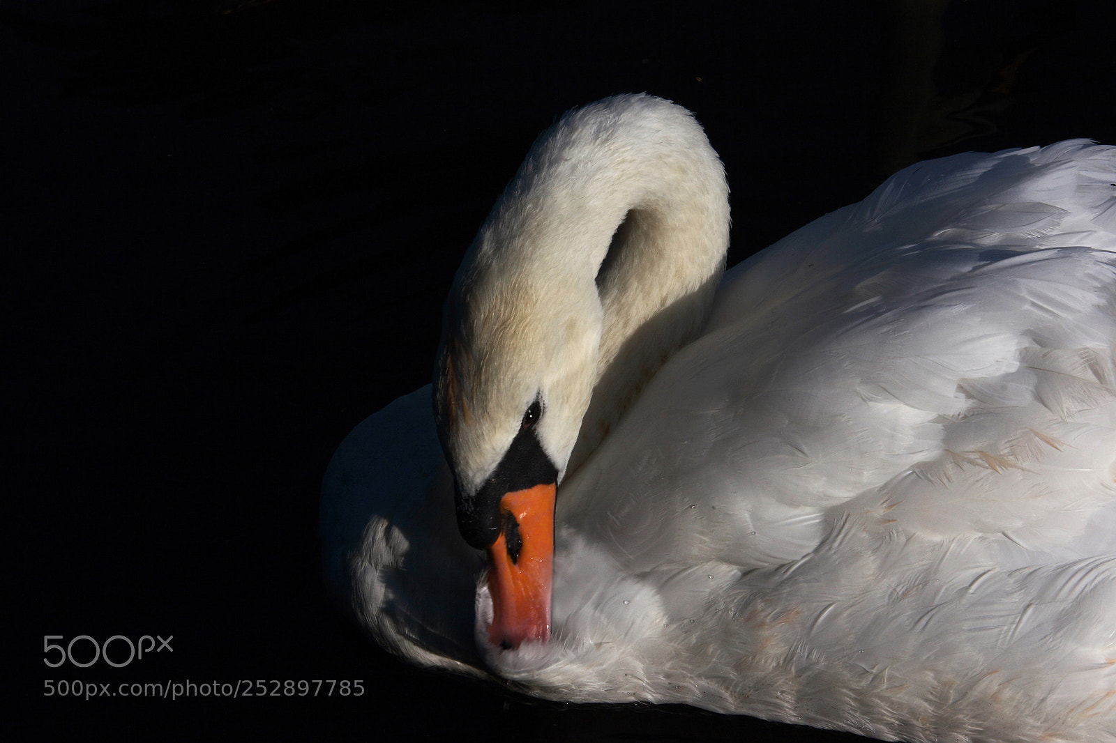 Canon EOS 30D sample photo. Swan photography