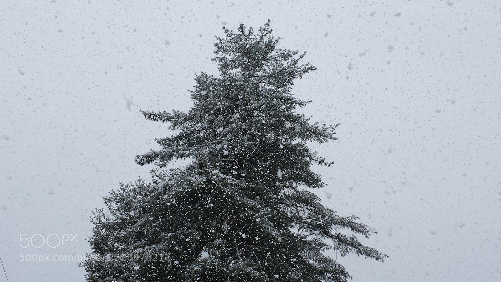 Samsung Galaxy S4 sample photo. Evergreen braving the snow photography