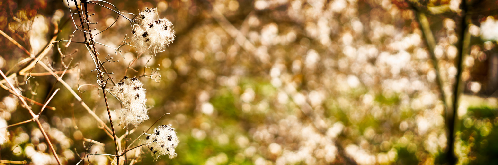 ZEISS Loxia 50mm F2 sample photo. 2018_04_08 photography