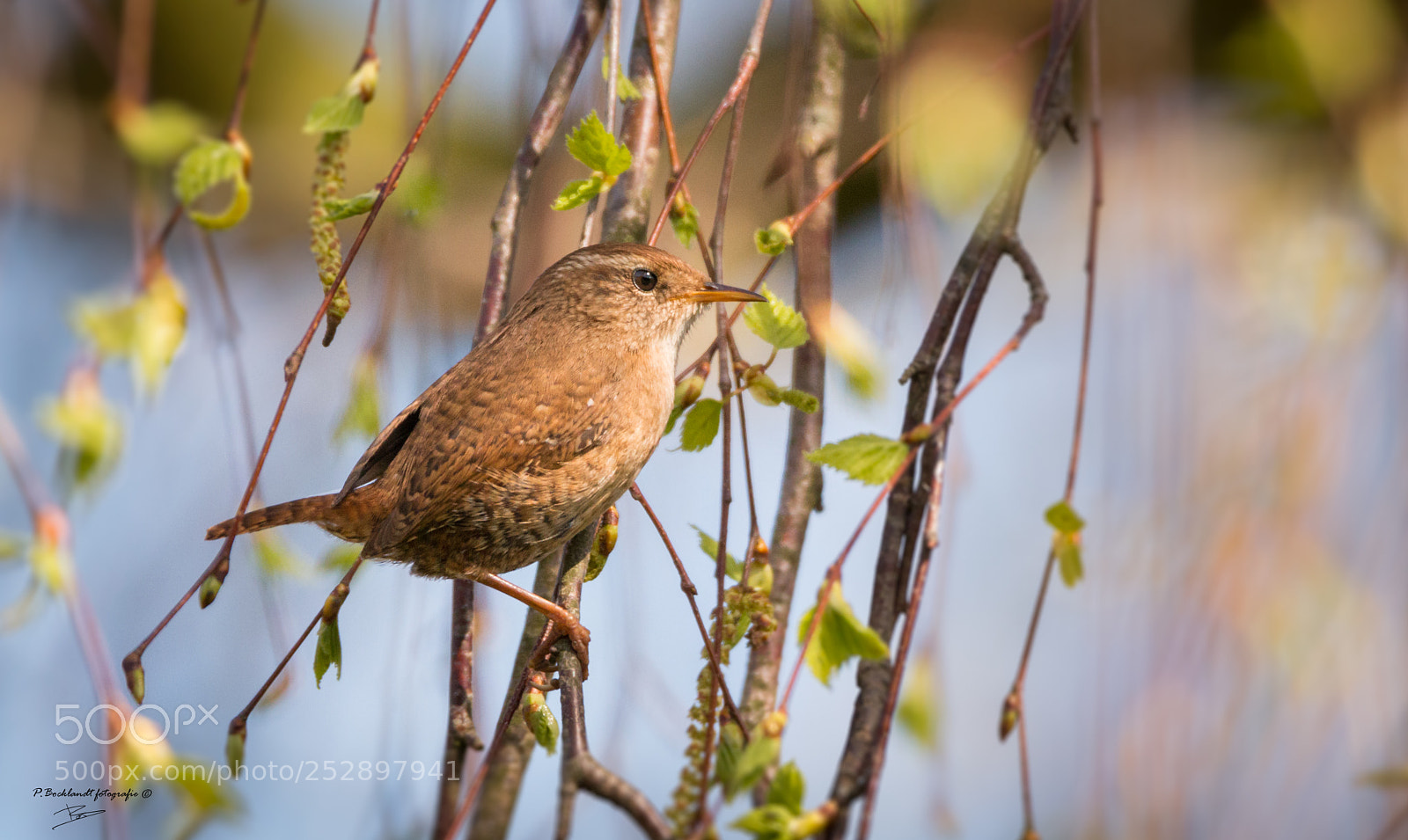 Canon EOS 70D sample photo. Winter wren photography