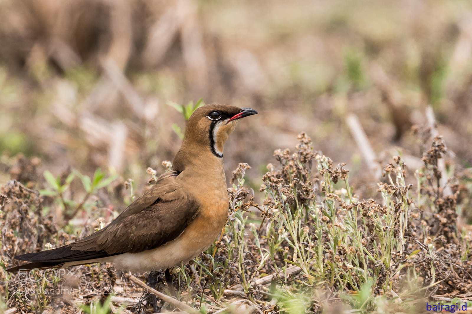 Canon EOS 70D sample photo. Oriental pratincole...... photography