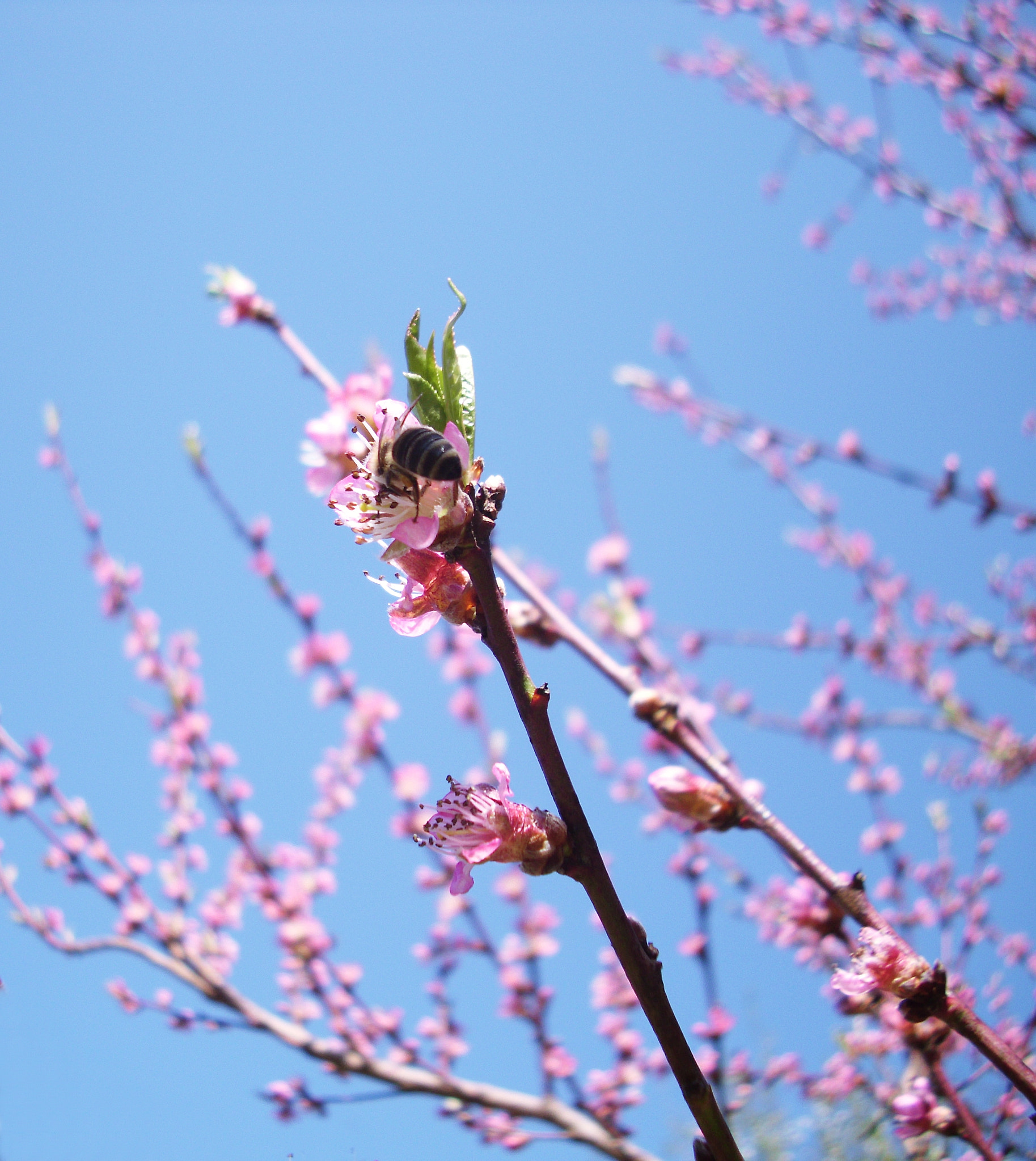 Benq DC C1060 sample photo. ... photography