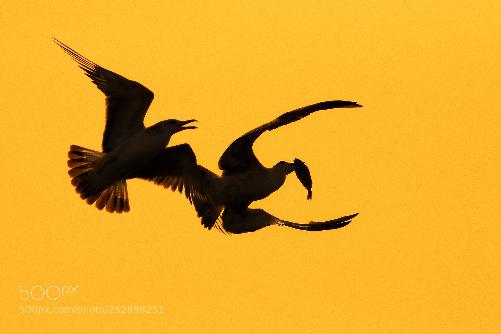 Canon EOS 7D Mark II sample photo. Seagull fight photography