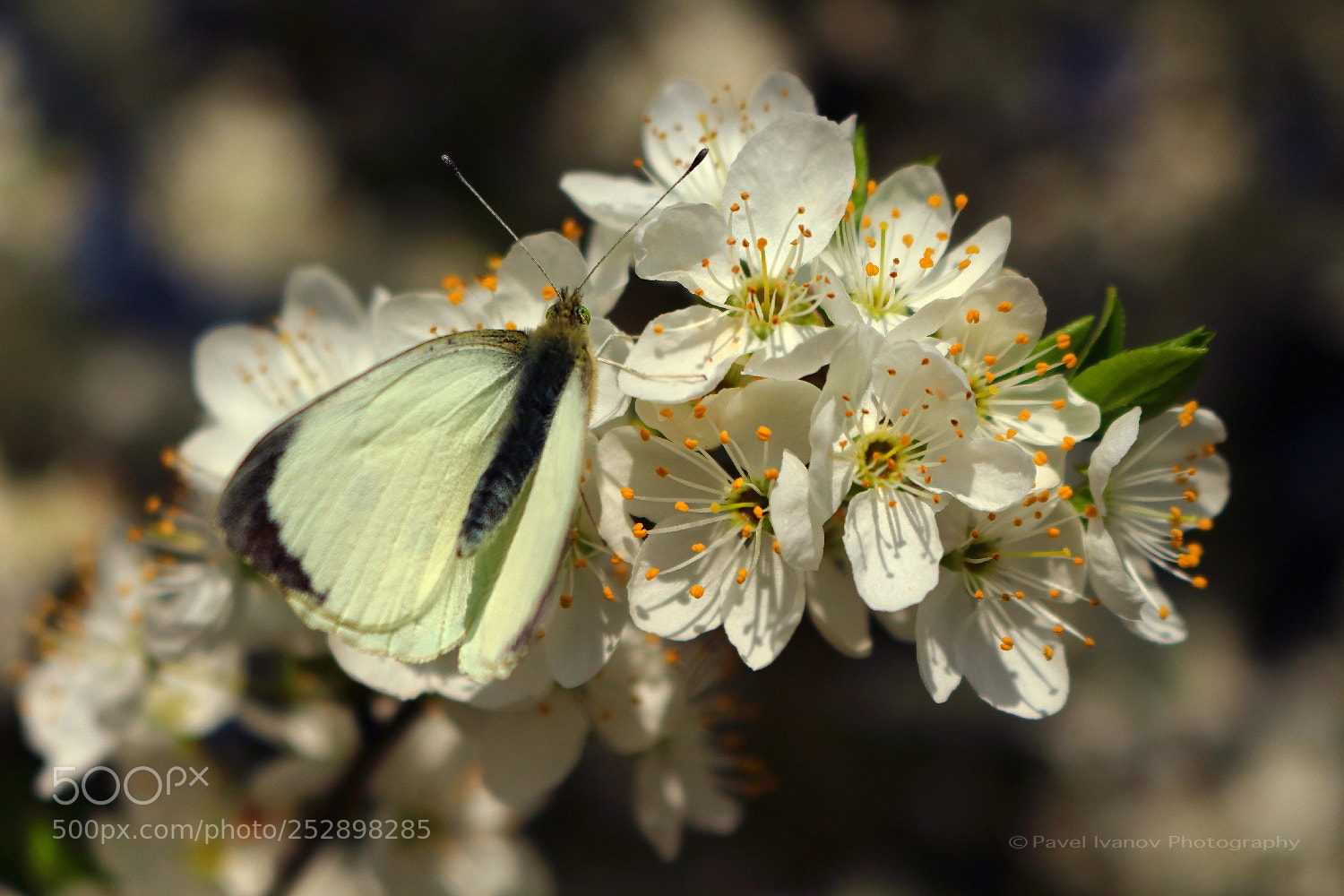 Canon EOS 700D (EOS Rebel T5i / EOS Kiss X7i) sample photo. Spring photography