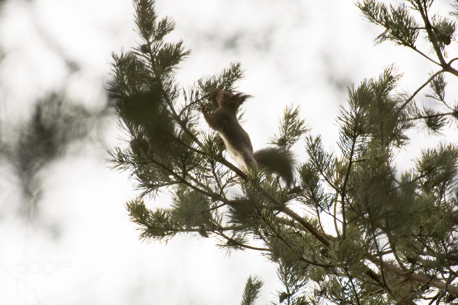Nikon D5200 sample photo. Squirrel photography