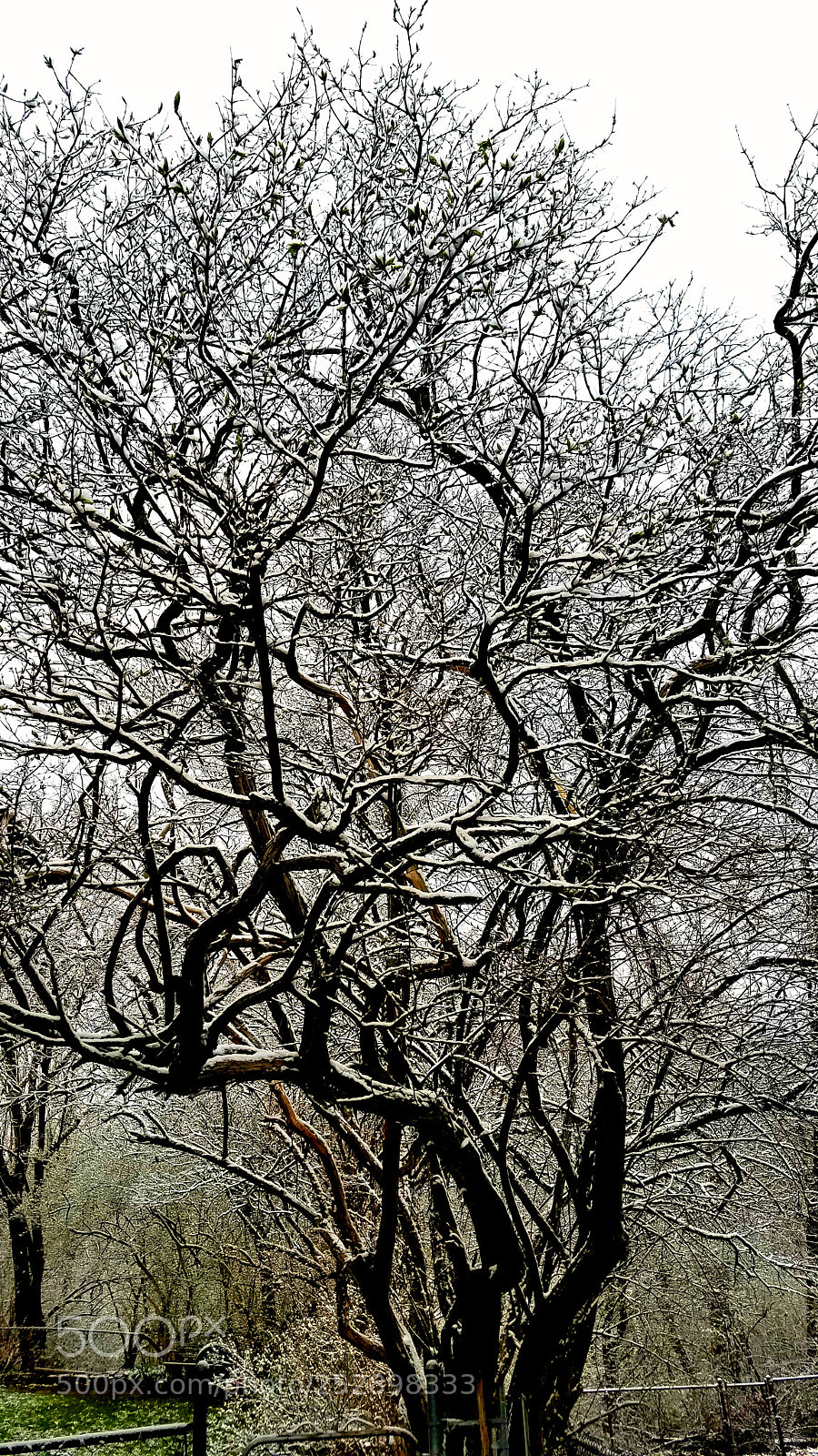 Samsung Galaxy S7 sample photo. Branching out photography