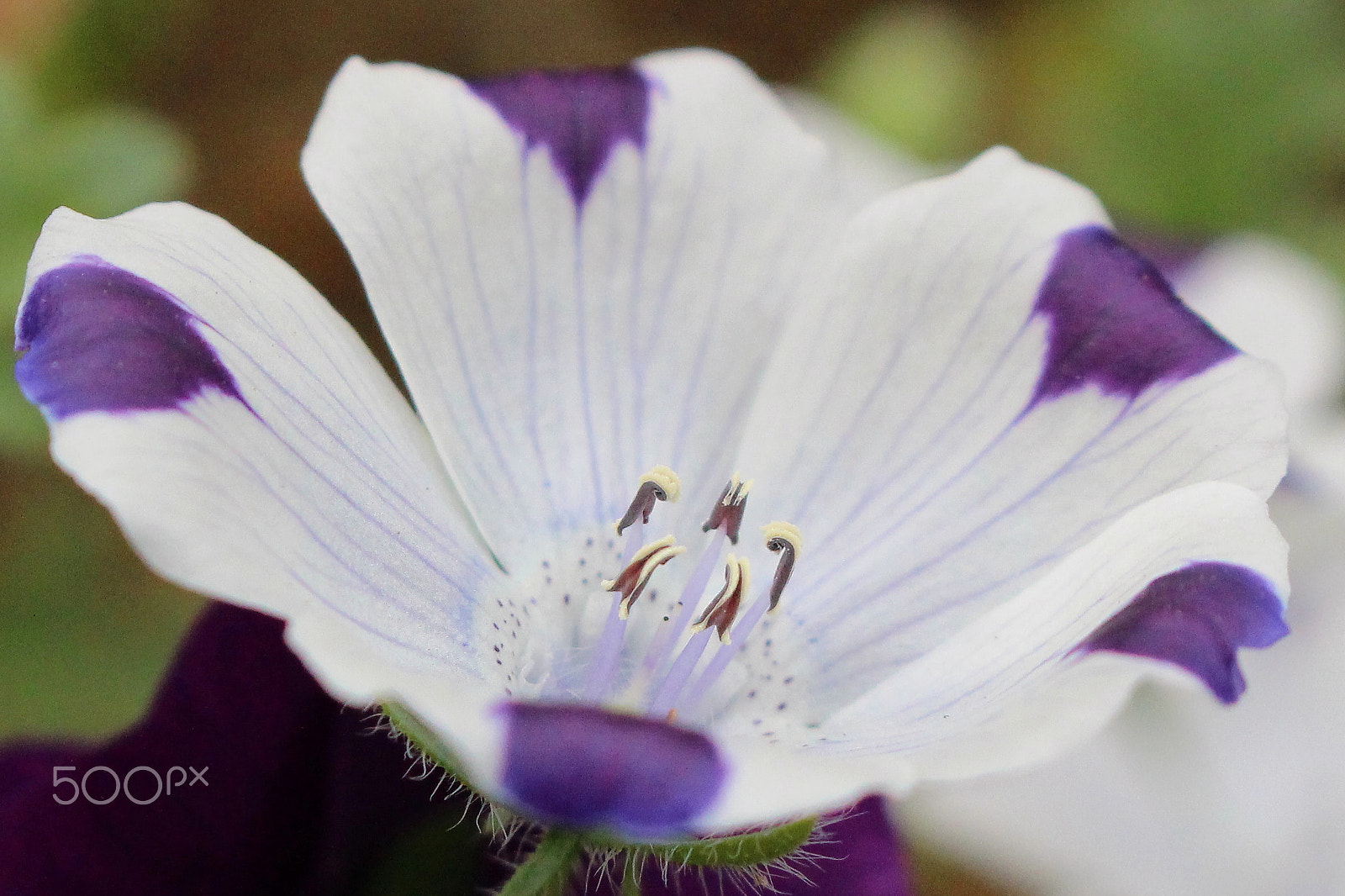 Canon EOS 100D (EOS Rebel SL1 / EOS Kiss X7) sample photo. Delicate  curves photography