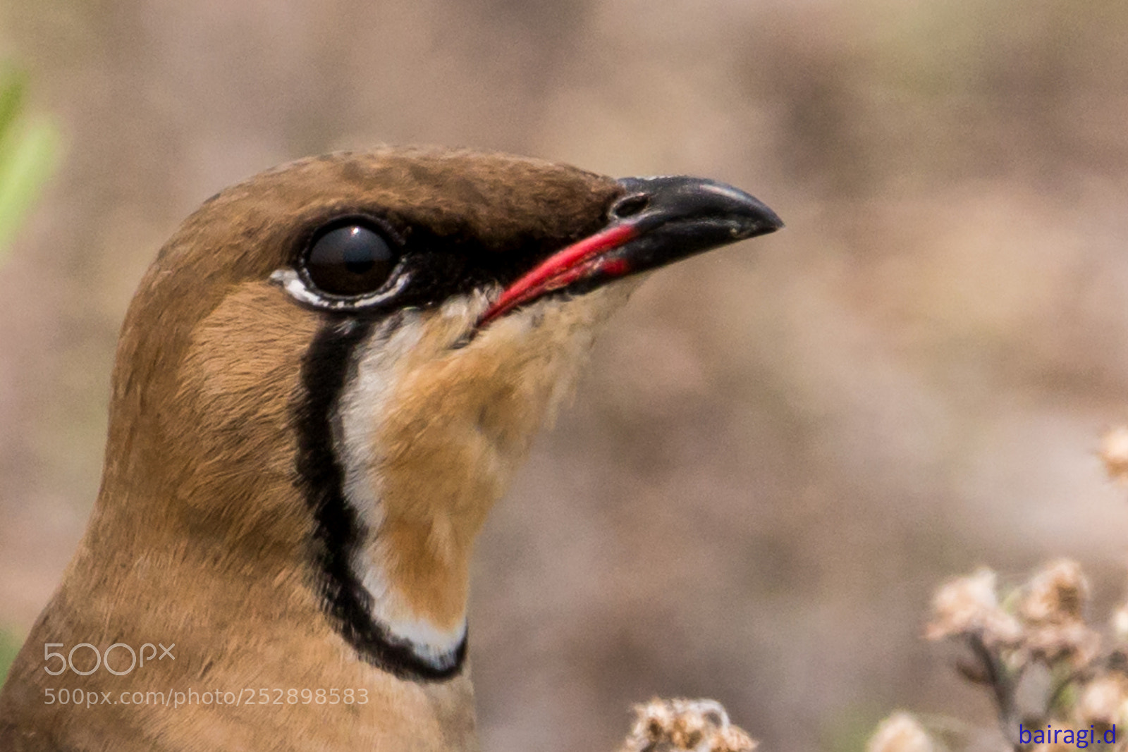 Canon EOS 70D sample photo. Oriental pratincole...... photography