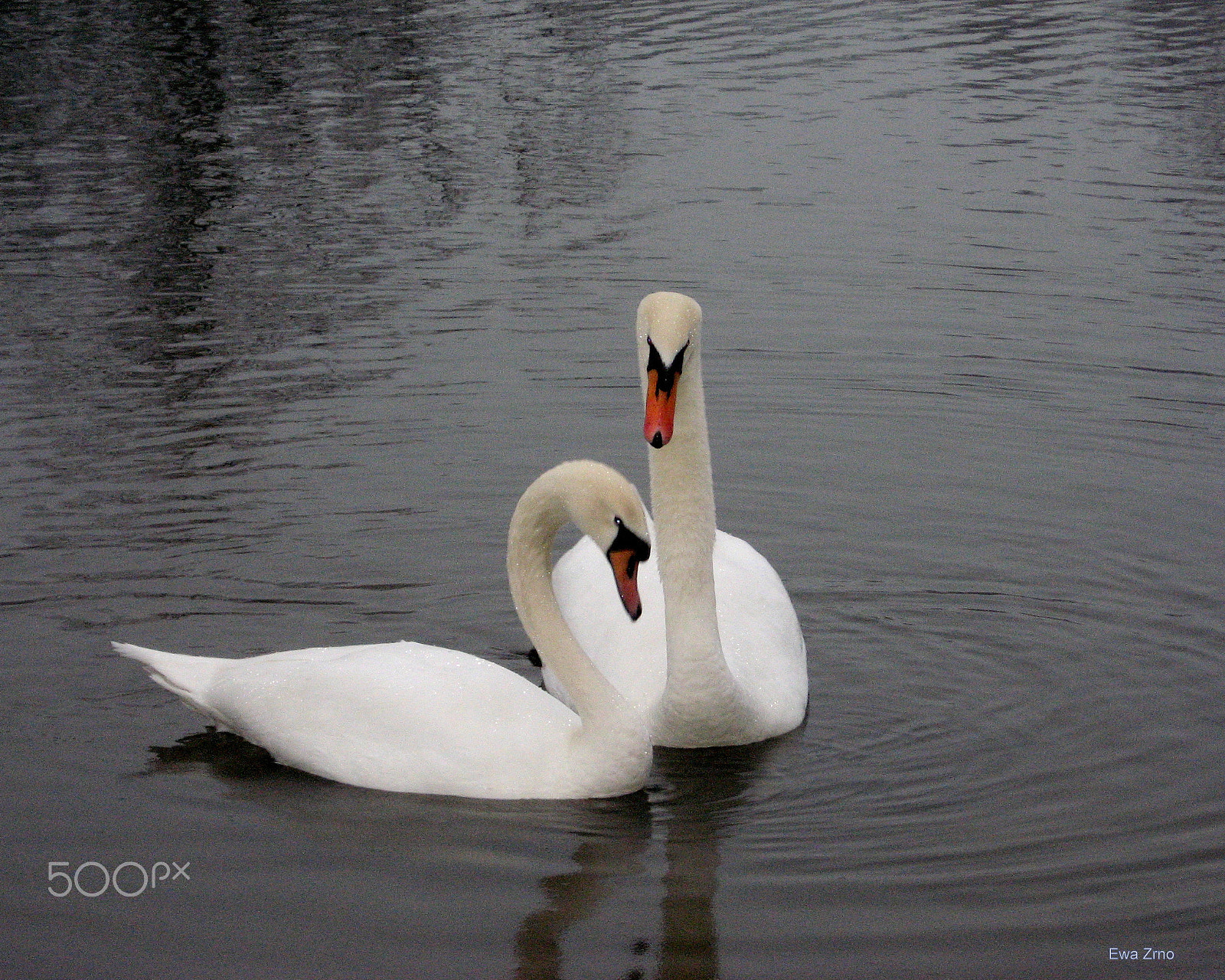Canon POWERSHOT A540 sample photo. Couple photography
