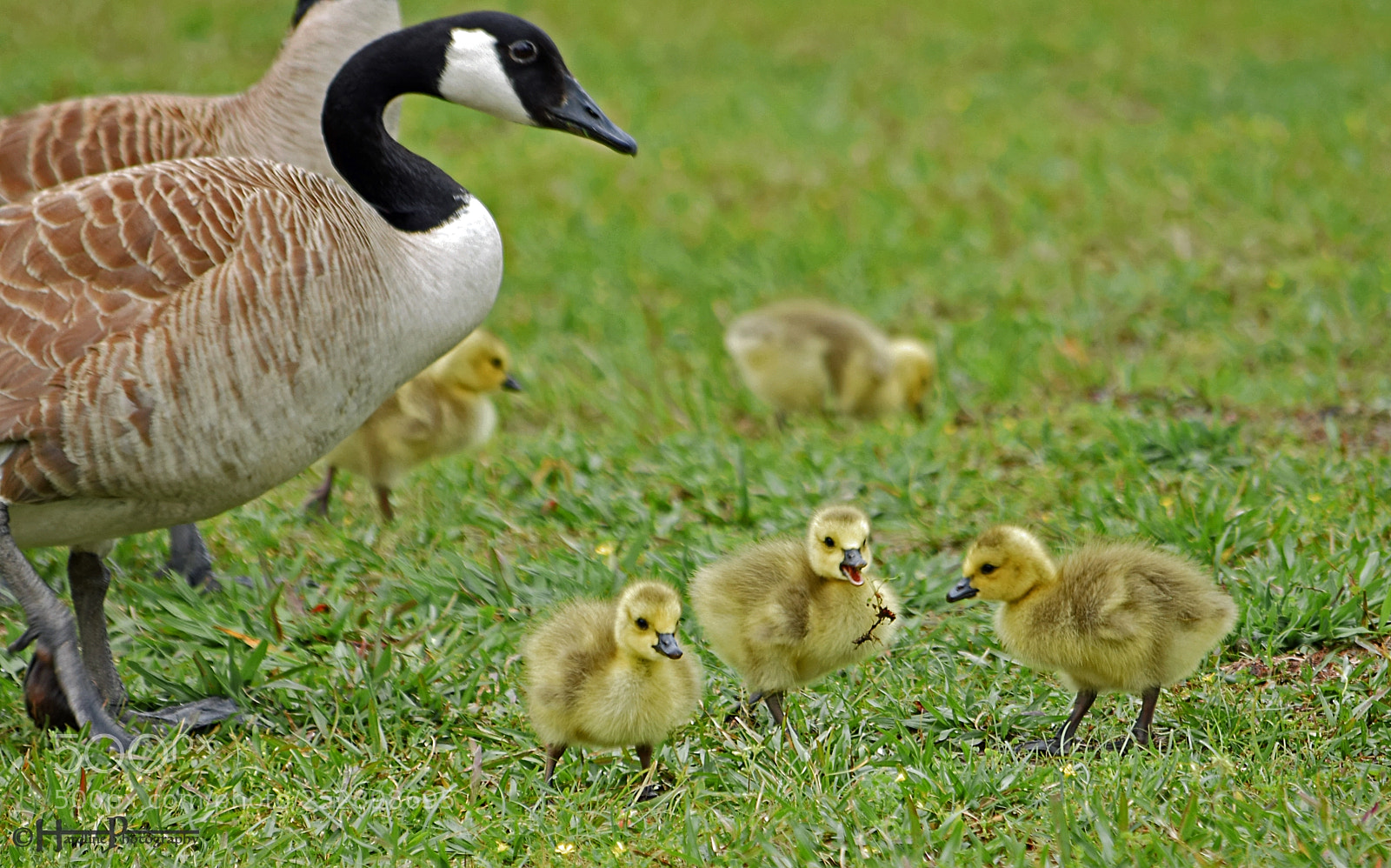 Nikon D3300 sample photo. © canadian goslings eating photography