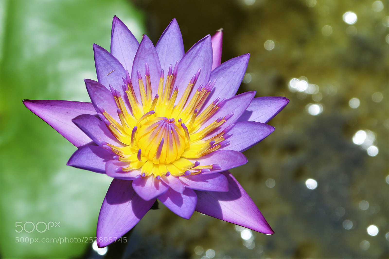 Canon EOS 70D sample photo. Seerose photography