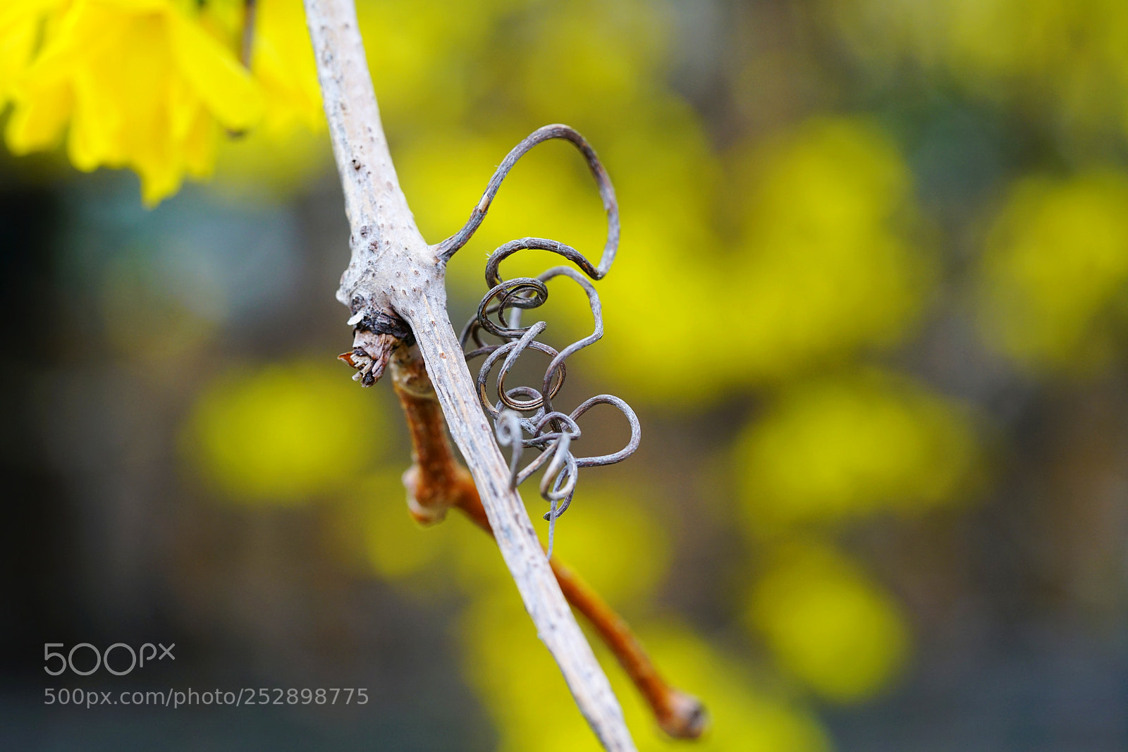 Sony a7R II sample photo. Forme.. photography