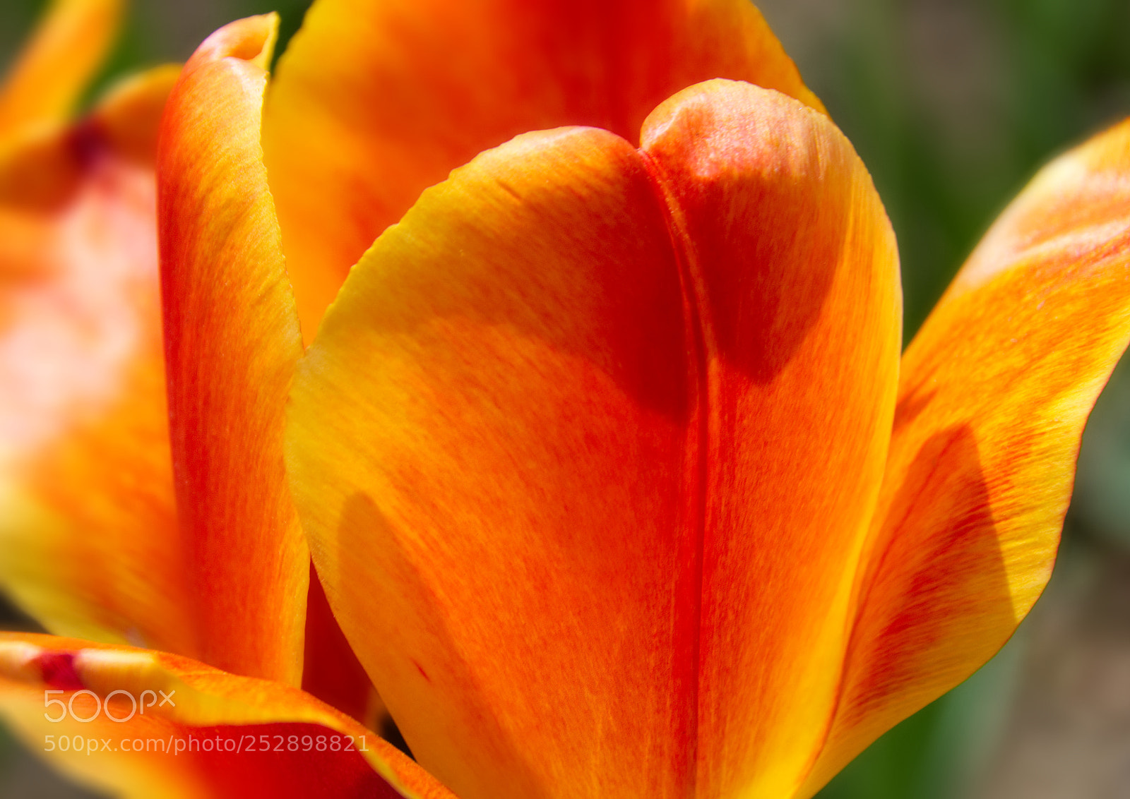 Nikon D7200 sample photo. Tulip photography