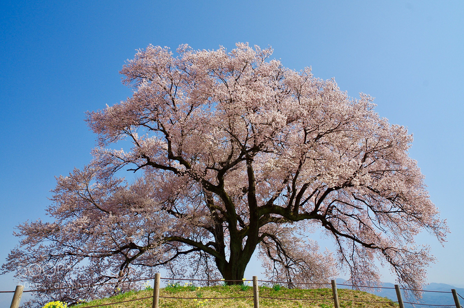 Pentax K-3 II sample photo. Sakura, amazing large tree photography