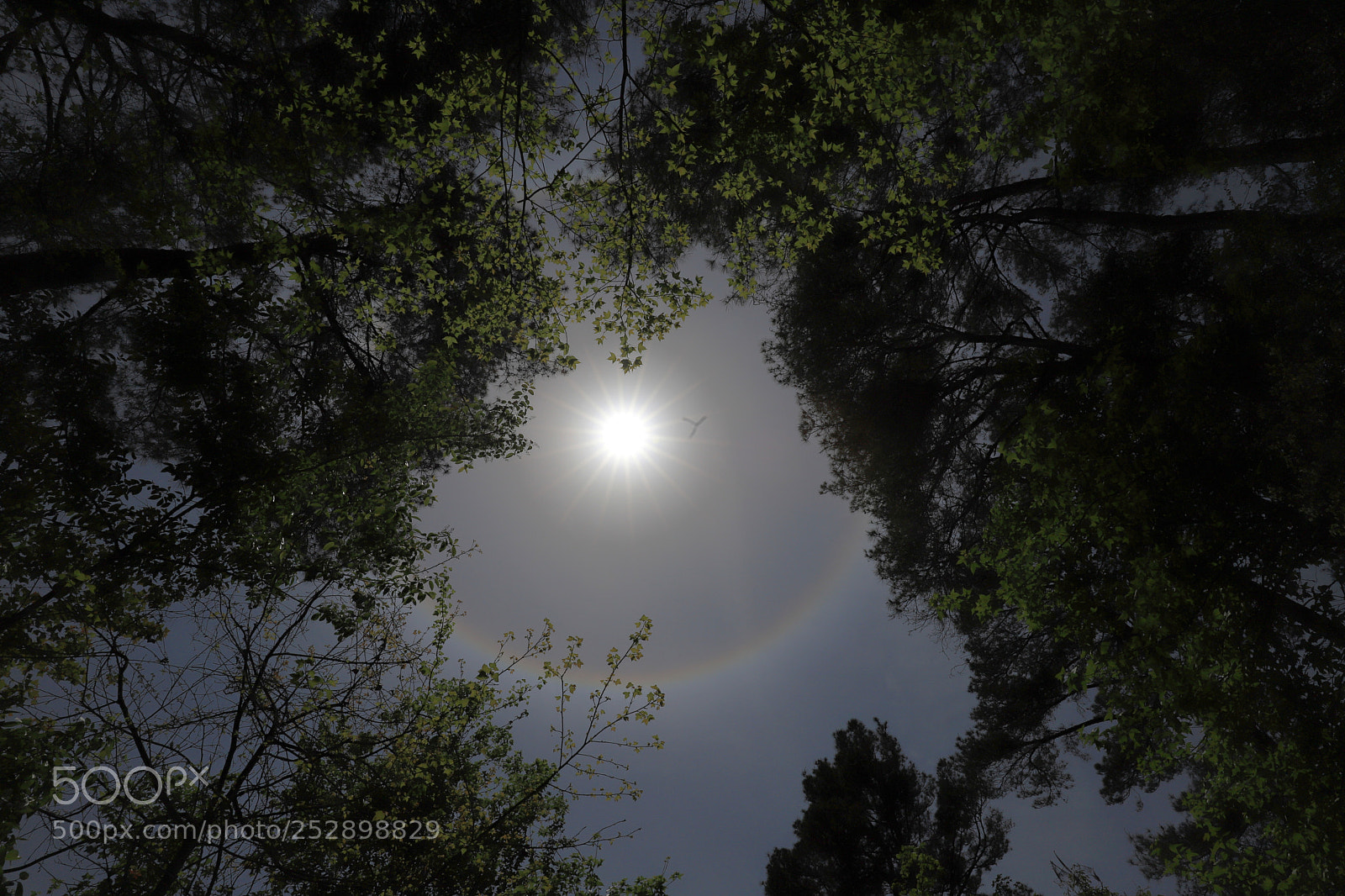 Canon EOS 6D Mark II sample photo. Aureole photography