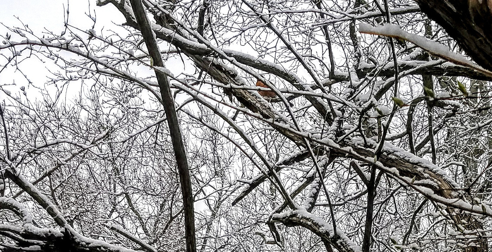 Samsung Galaxy S7 sample photo. Hidden in the snow photography