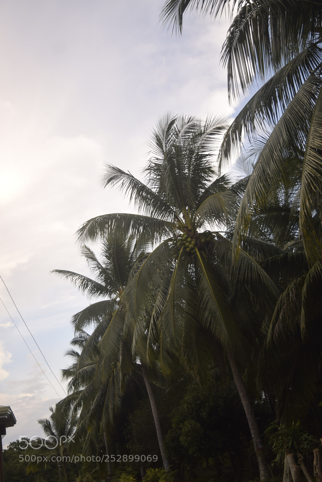 Nikon D3300 sample photo. Coco photography