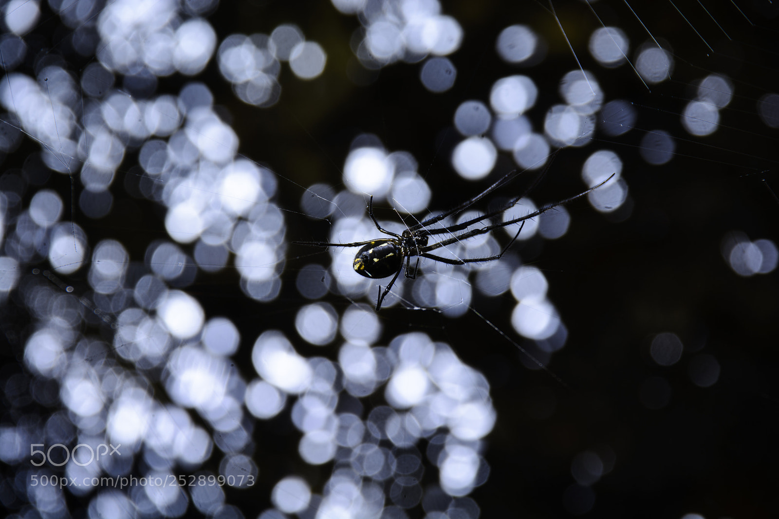 Nikon D7100 sample photo. Spider in dark photography