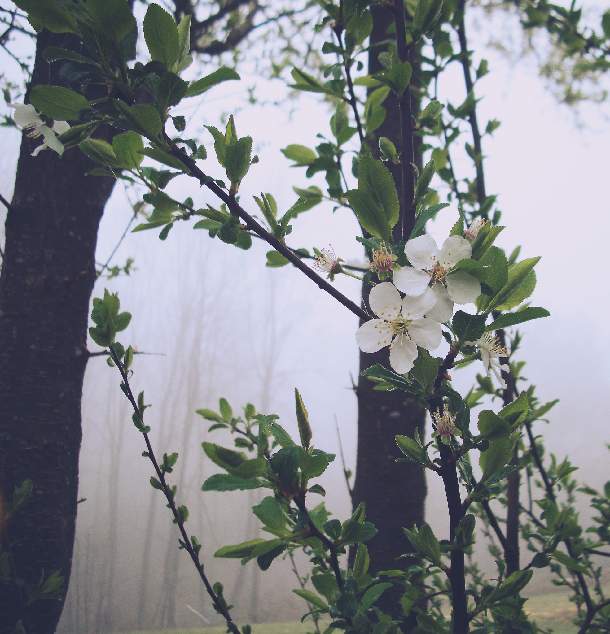 Benq DC C1060 sample photo. ... photography