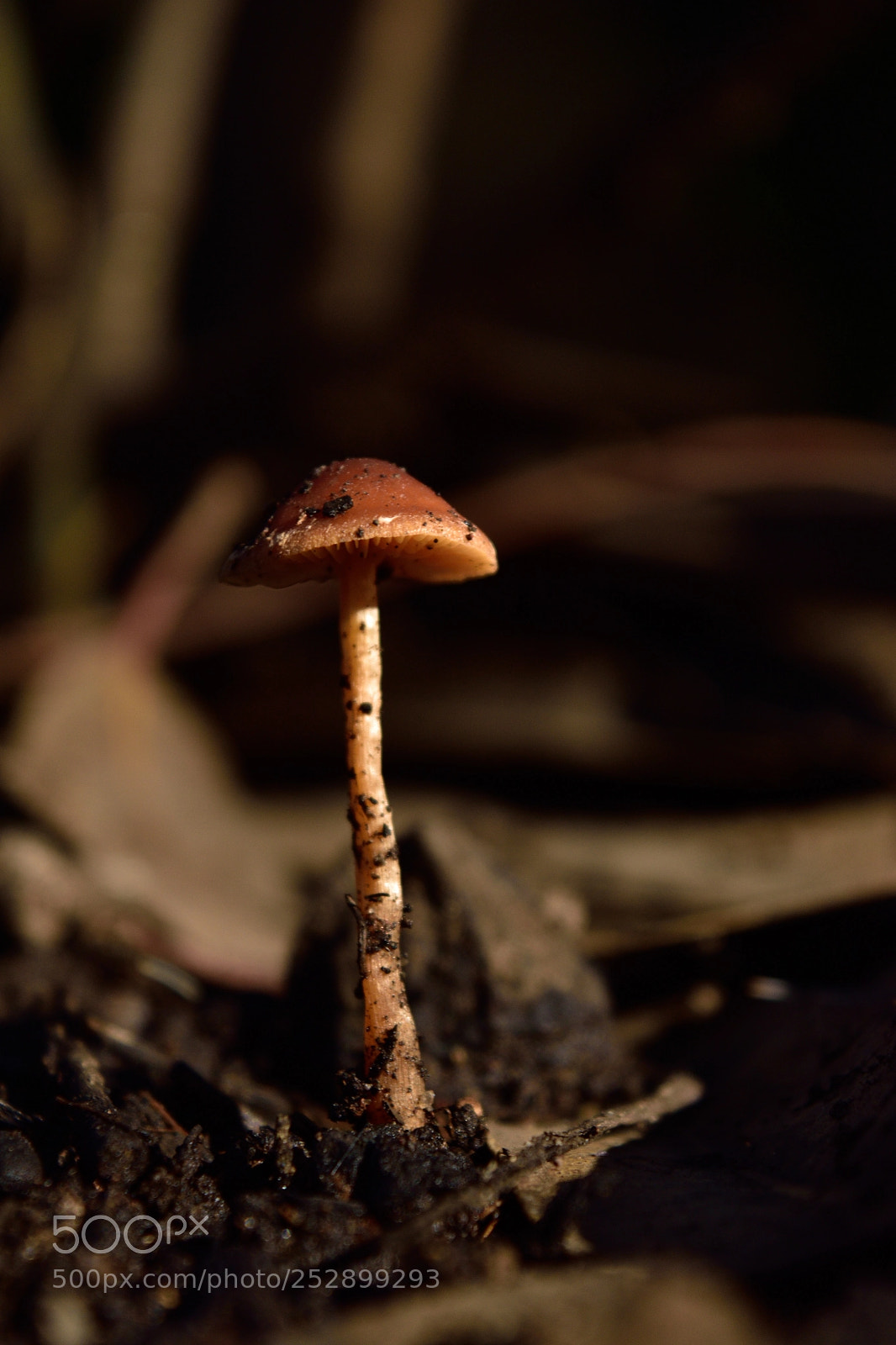 Nikon D5500 sample photo. Crece pequeñin (grow) photography