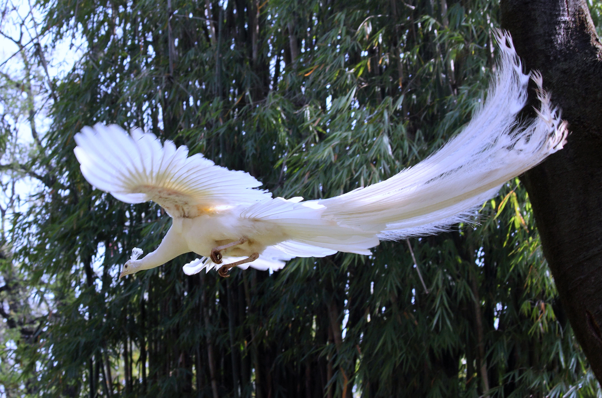 Canon EOS 5D Mark II sample photo. 飞翔 photography