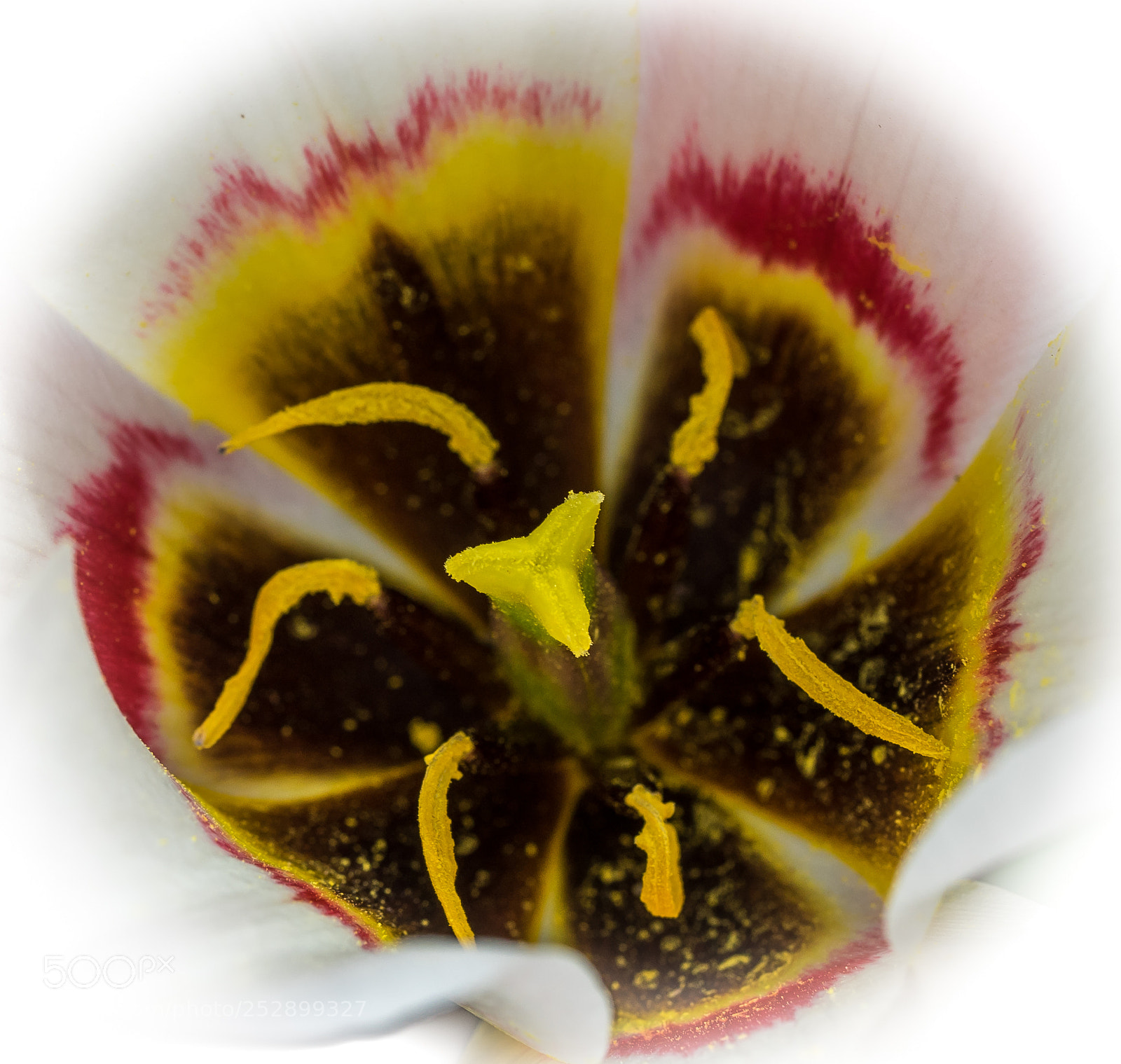 Sony a7 sample photo. Inside a tulip photography