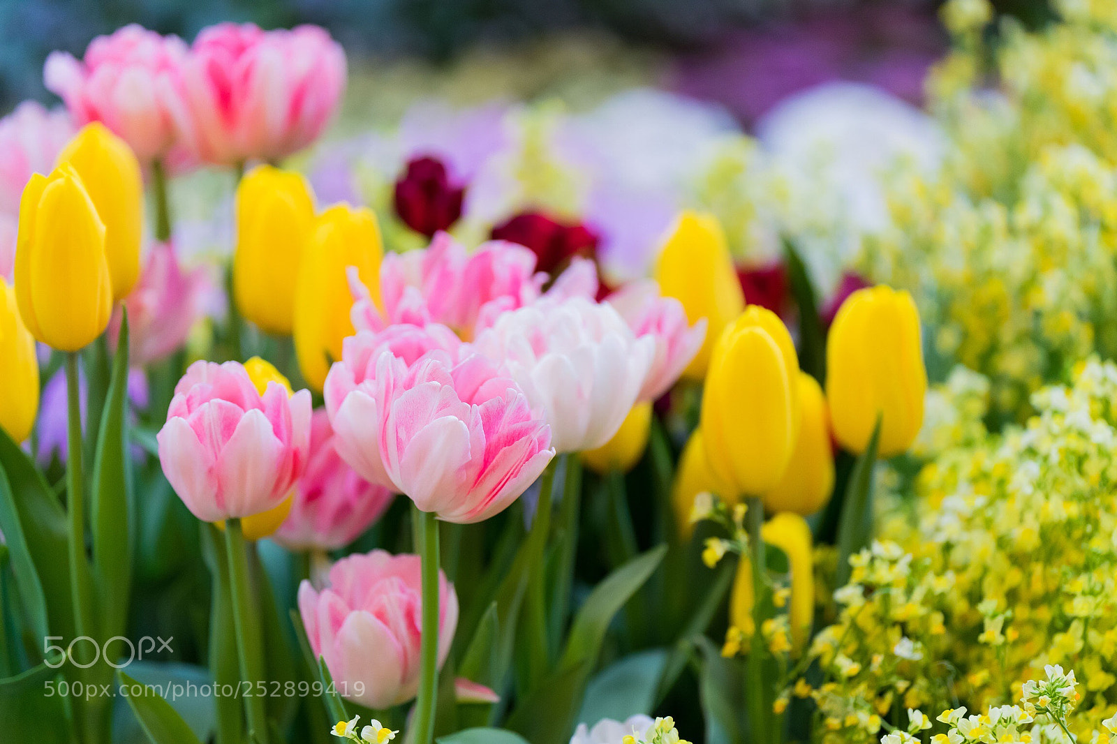 Sony a7 II sample photo. Untitled photography