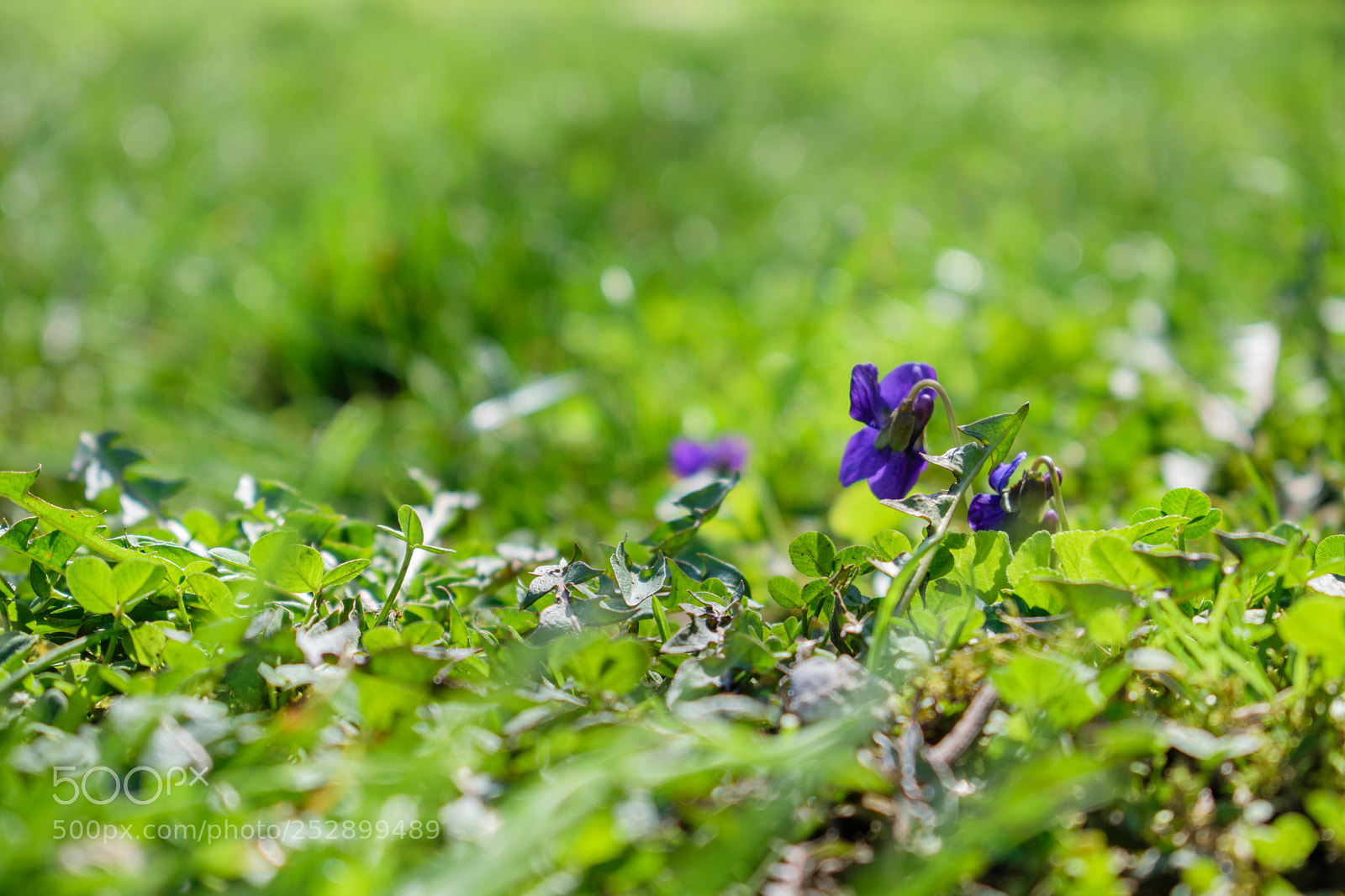 Nikon D5300 sample photo. My spring photography