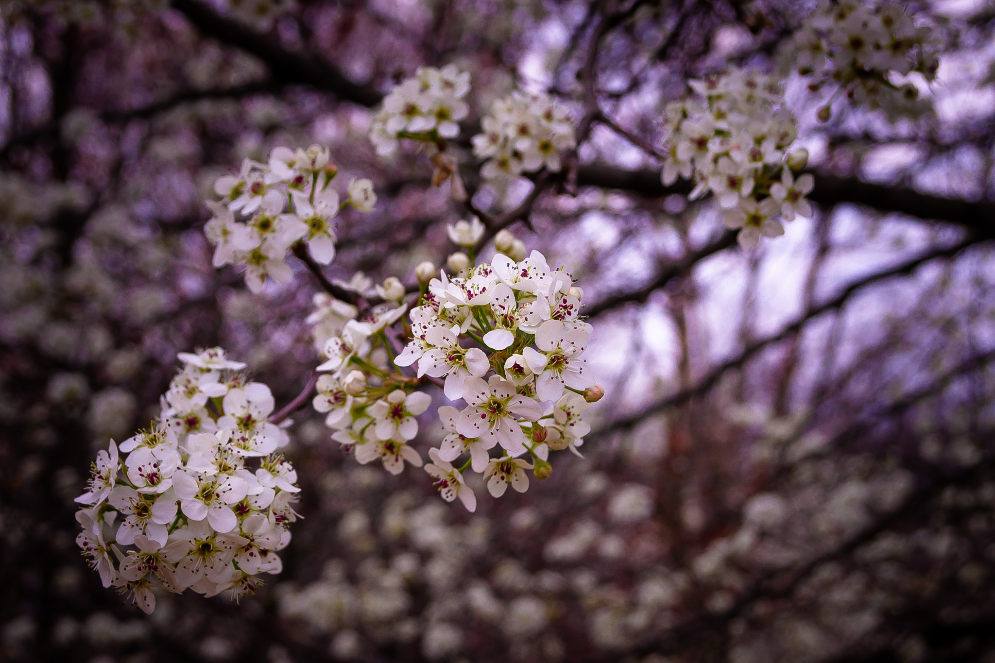 Sony Alpha DSLR-A500 sample photo. White flowers on a dogwood tree photography