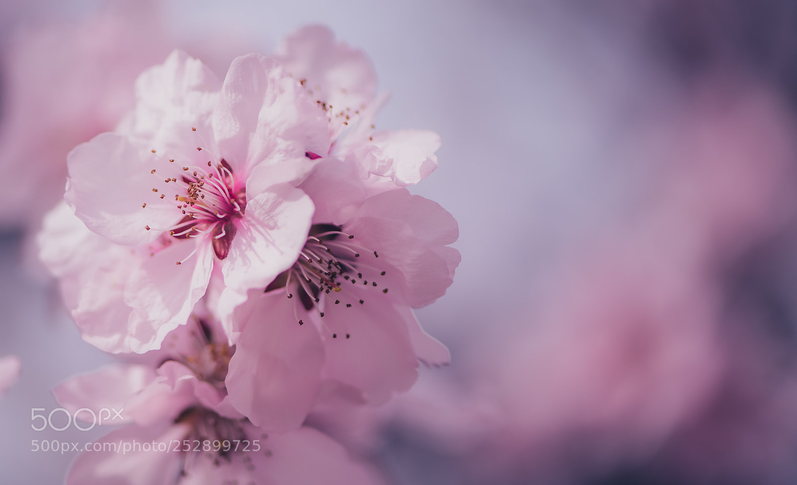Nikon D810 sample photo. Pink photography