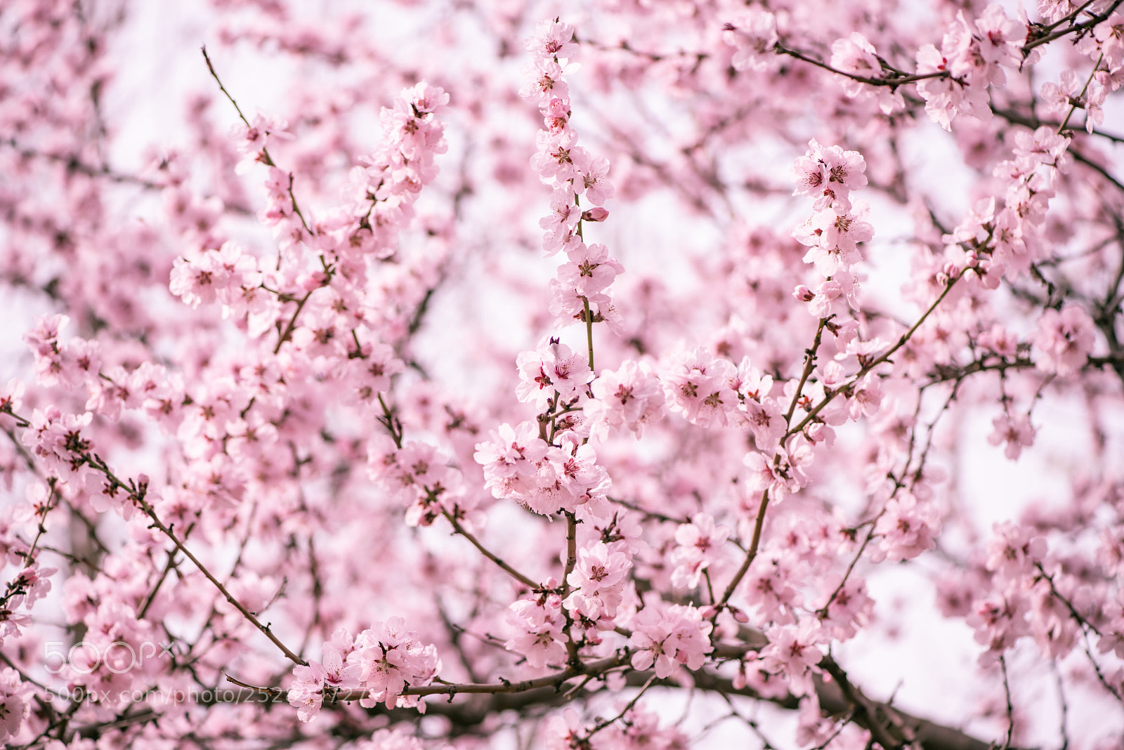 Nikon D810 sample photo. Pink photography