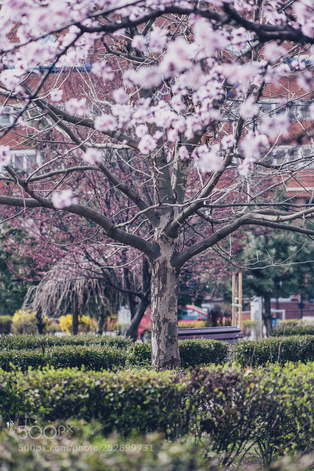 Nikon D810 sample photo. Pink photography