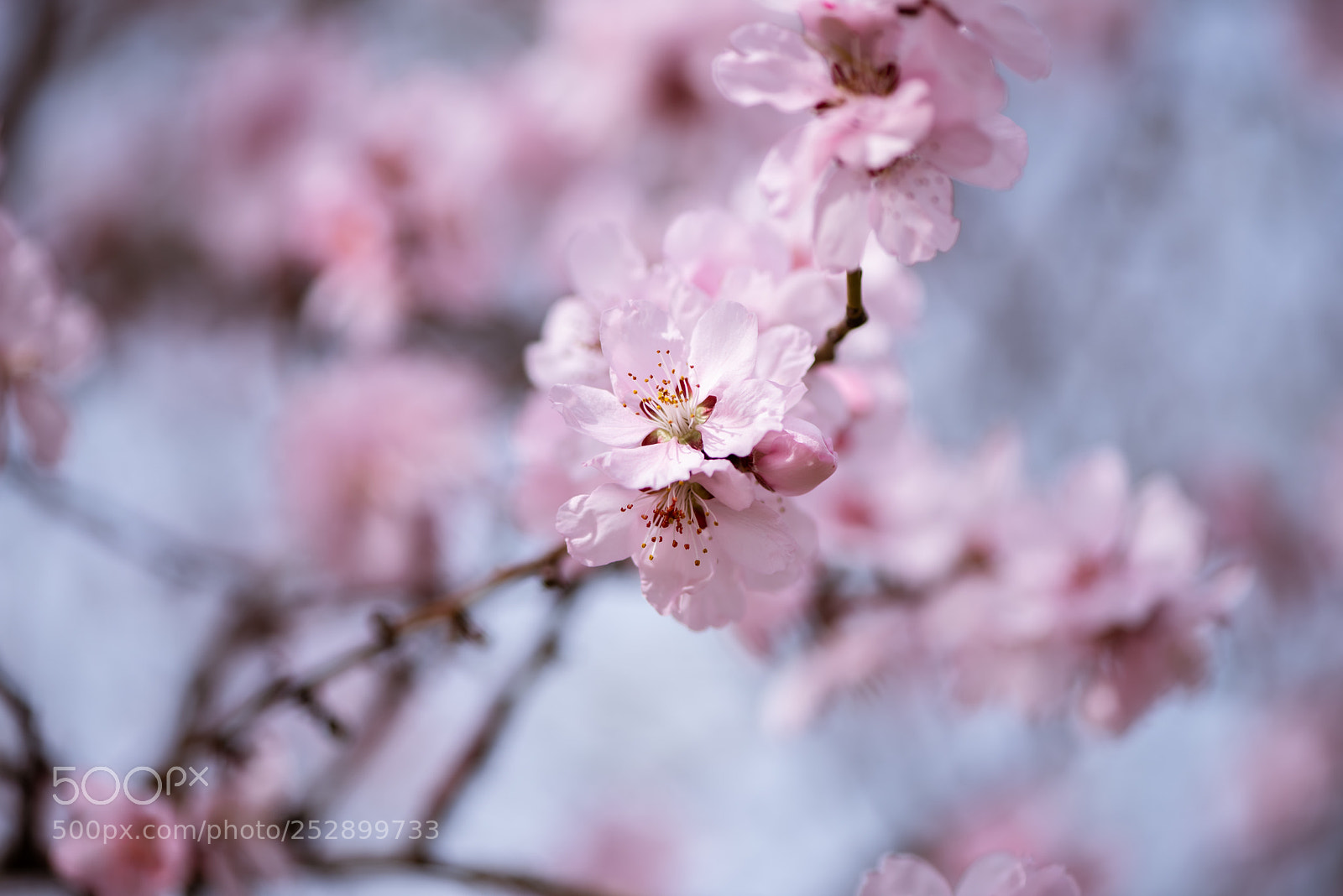 Nikon D810 sample photo. Pink photography