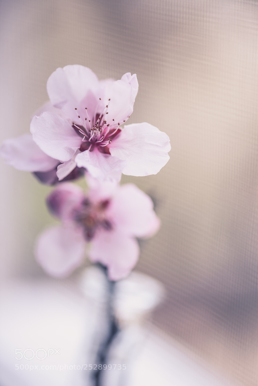 Nikon D810 sample photo. Pink photography